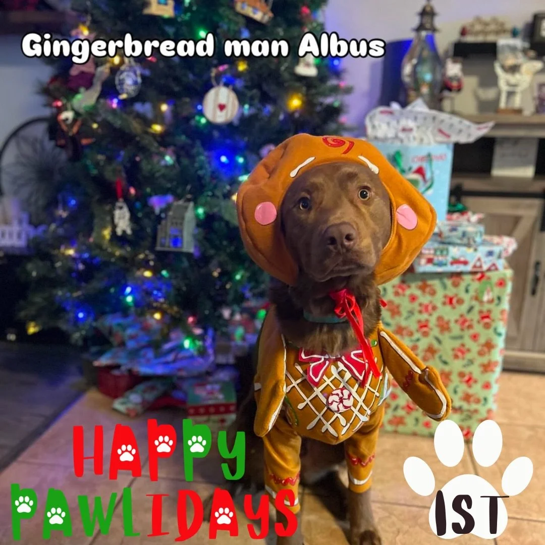 🎁🐾 PAWLIDAYS THROWBACK 🐾🎁

We had to show off last year&rsquo;s Pawlidays Contest winners one more time 😍✨
From cozy cabin naps to festive photo shoots, these pups understood the assignment!

Think your dog has what it takes to join the Pawliday