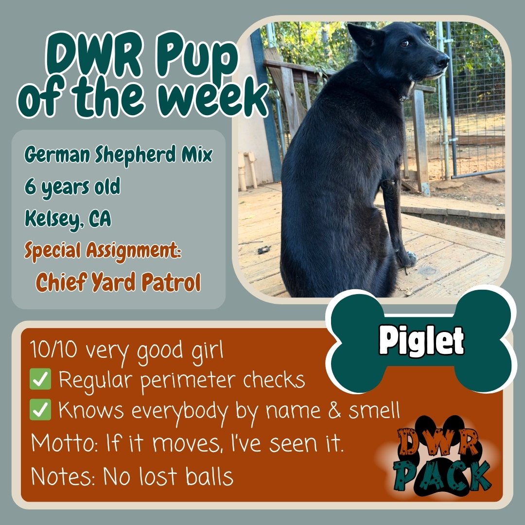 Meet Piglet - the DWR Pup of the Week! 💚🐾
This German Shepherd Mix is not just our Chief Yard Patrol, she&rsquo;s also one of our most loyal vacationers and day campers! Piglet knows this place like the back of her paw and proudly shows every newco