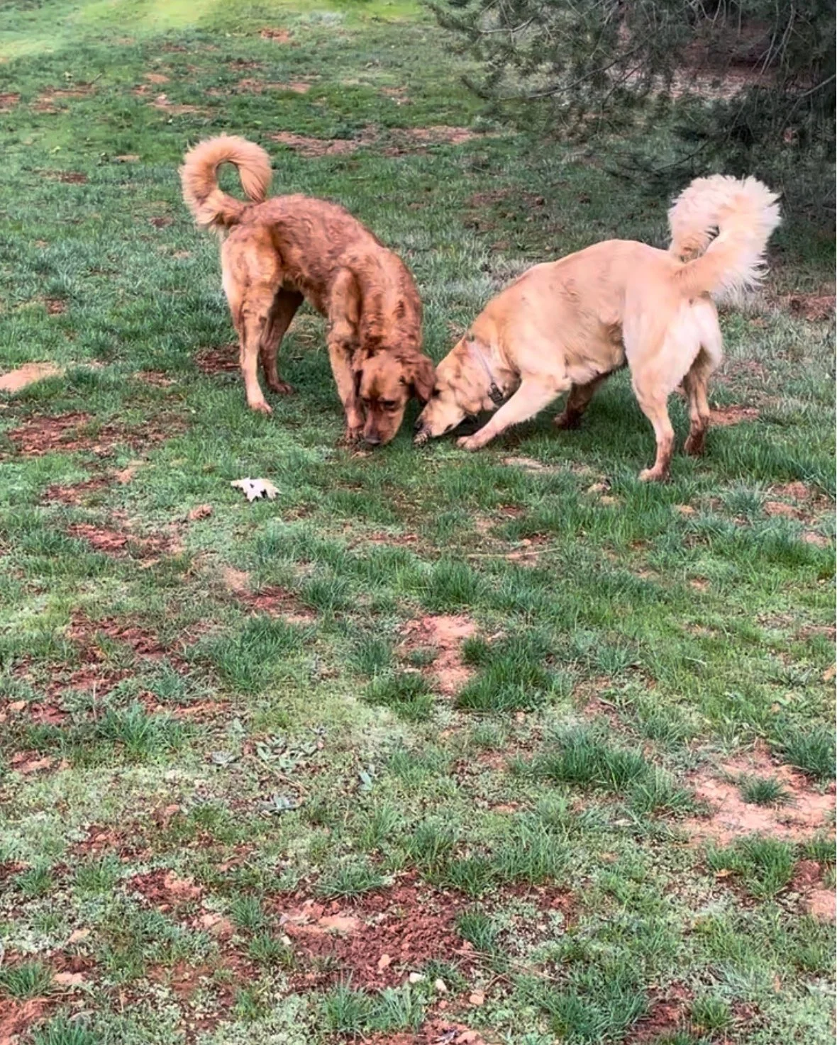 When you book a stay at DWR&hellip;your dog doesn&rsquo;t just play - they clock in for detective duty🕵️&zwj;♂️🐾
Today&rsquo;s case? &lsquo;The Mystery of the Very Interesting Smell.&rsquo;
Swipe to follow the investigation and see where the sniffa