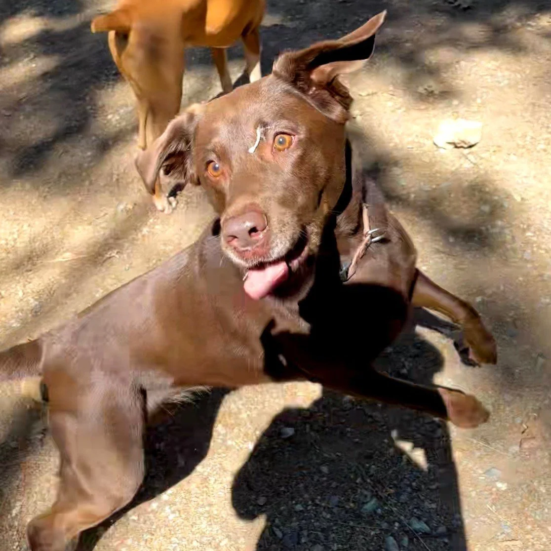That moment when your whole body becomes a spring🤣🎾
Shadow spotted. Ears flying. Tongue out.
Peak happiness achieved. Swipe for the legendary leap!