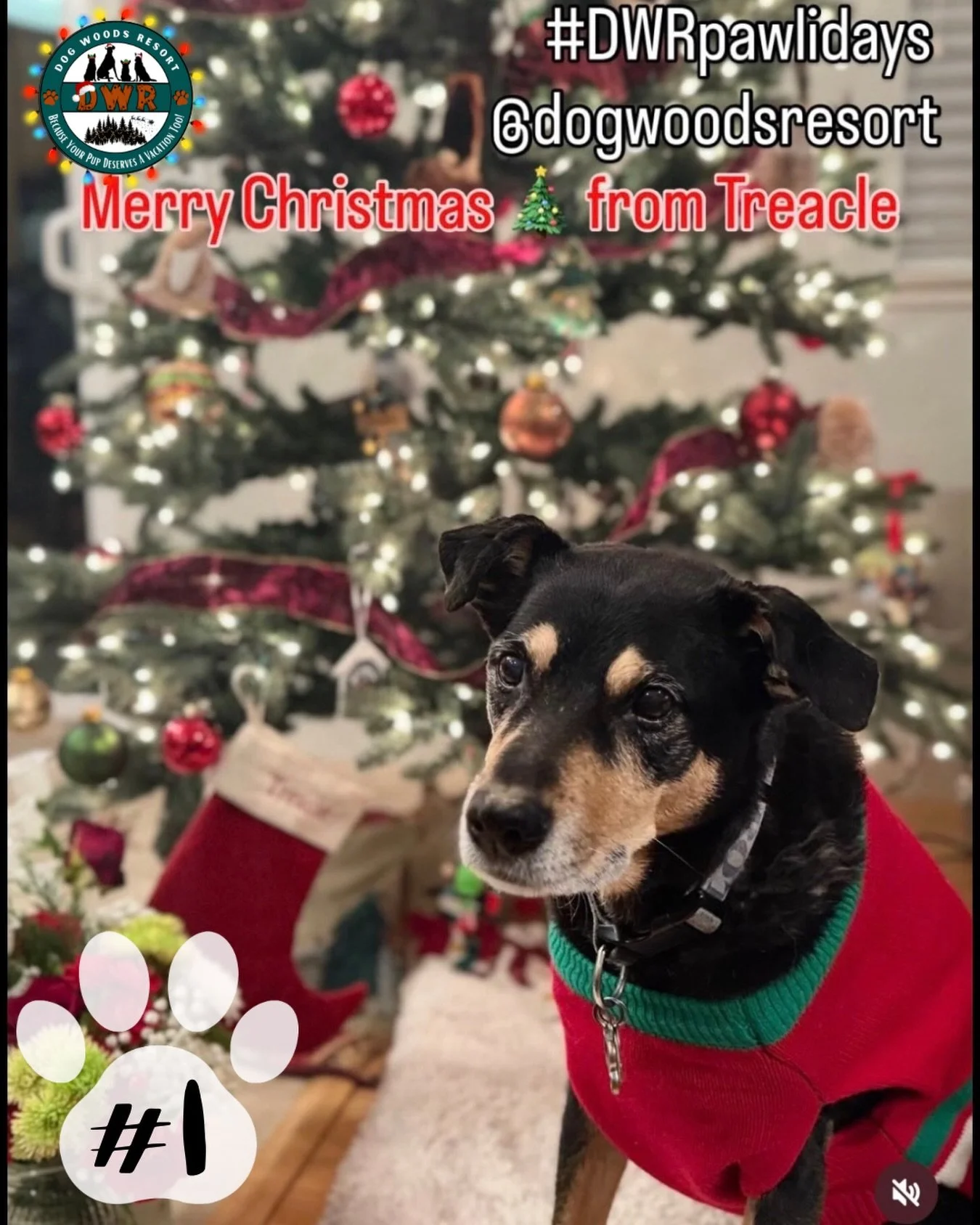 🎄🐾 OUR FIRST ENTRY OF THE YEAR IS HERE! 🐾🎄

Kicking off DWR&rsquo;s 5th Annual Happy Pawlidays Contest, we have Treacle rocking her adorable sweater and officially setting the bar for this year&rsquo;s Pawliday pups! ❄️🎄

💚 Vote for Treacle by 