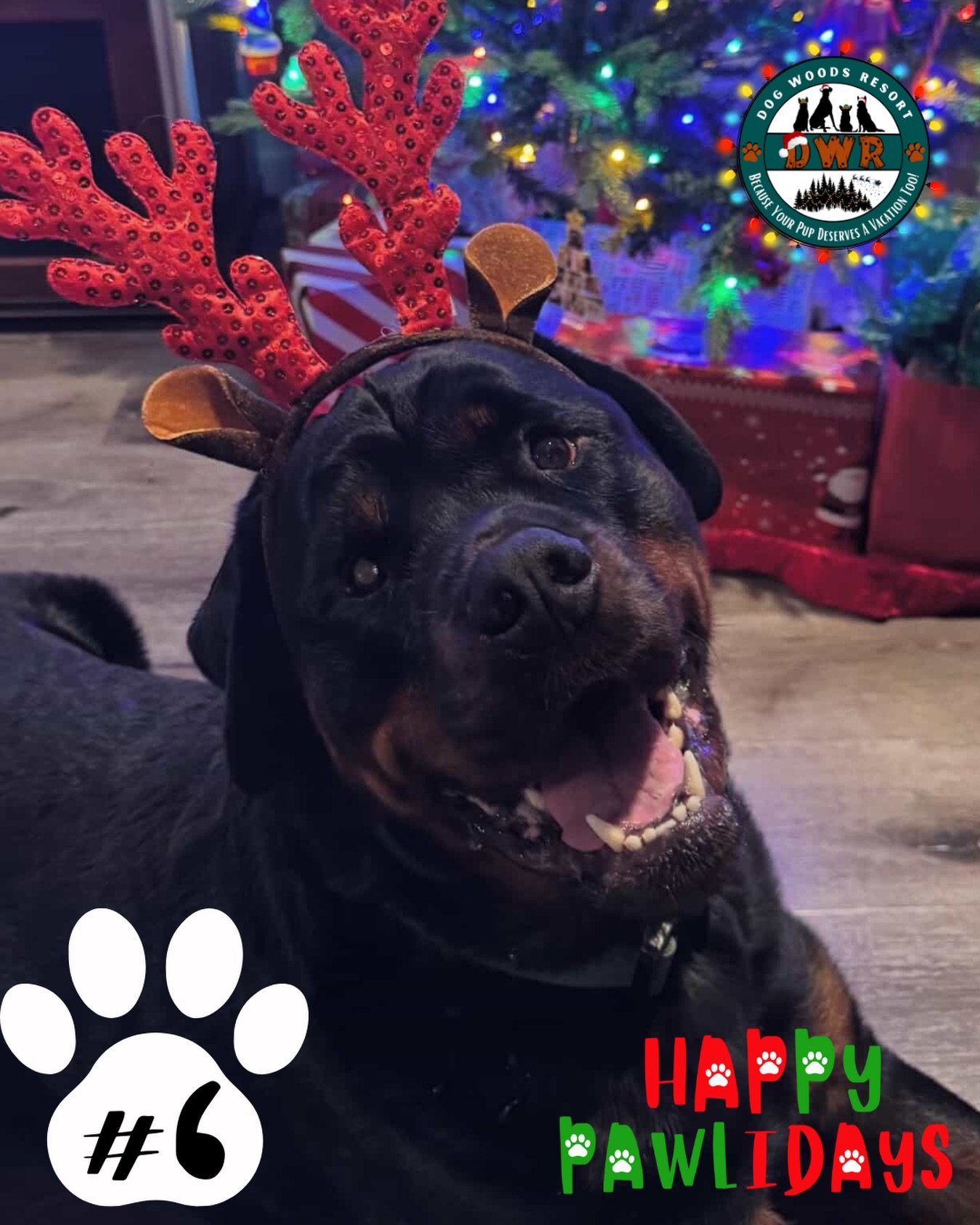🐾🎄 PAWLIDAYS ENTRY #6 IS HERE! 🎄🐾

Antlers on, smile ready - it&rsquo;s Pawlidays time 🎄🦌🐶
Meet Kenai, our sixth entry in DWR&rsquo;s 5th Annual Happy Pawlidays Contest!
Kenai is bringing big festive energy and we&rsquo;re absolutely here for 
