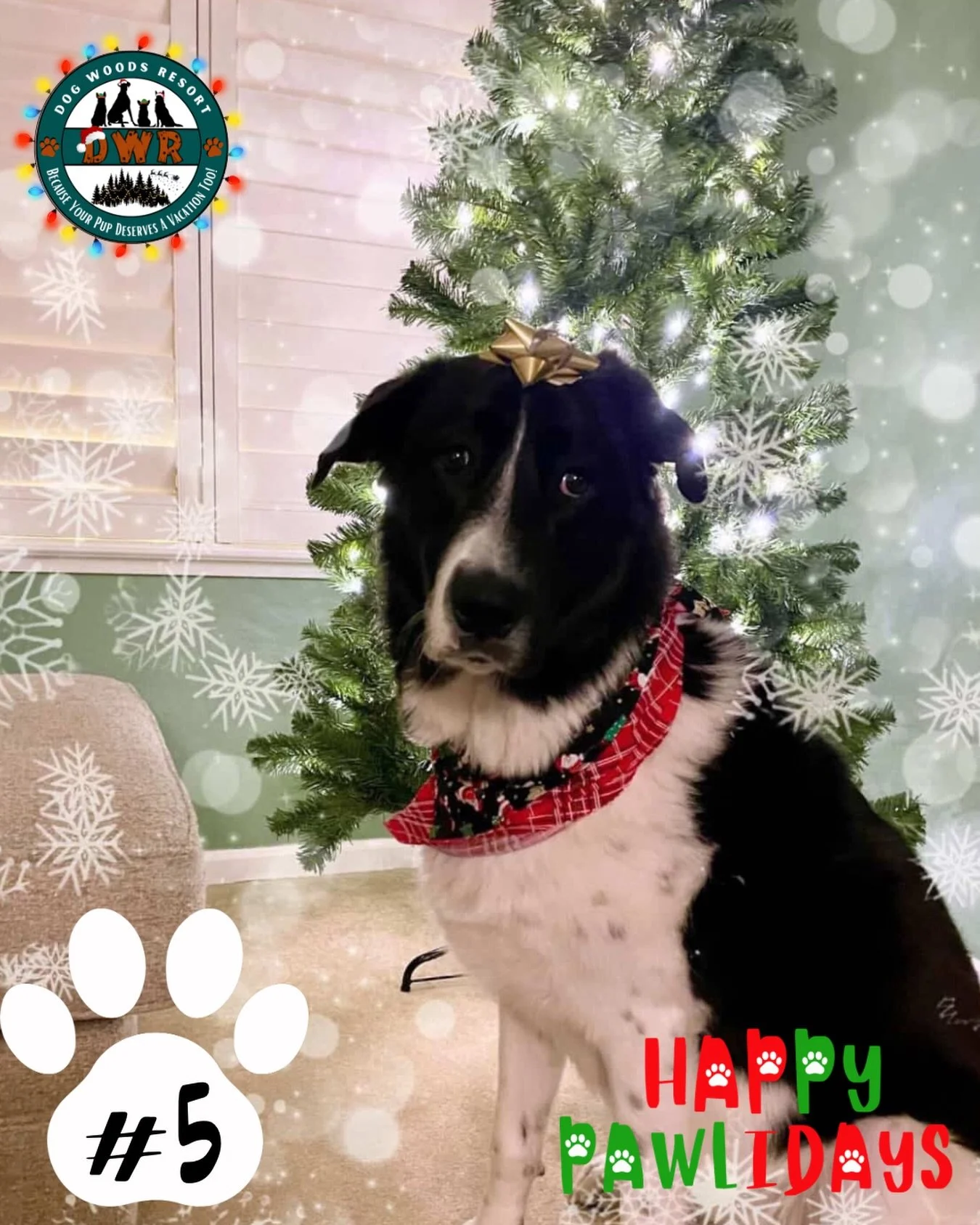 🐾🎄 PAWLIDAYS ENTRY #5 IS HERE! 🎄🐾

All dressed up and ready for Pawlidays 🎁🐶
Say hello to Kit, our fifth entry in DWR&rsquo;s 5th Annual Happy Pawlidays Contest!
That bow, that tree, that look&hellip;Kit understood the assignment 🐾✨

💚 Vote f