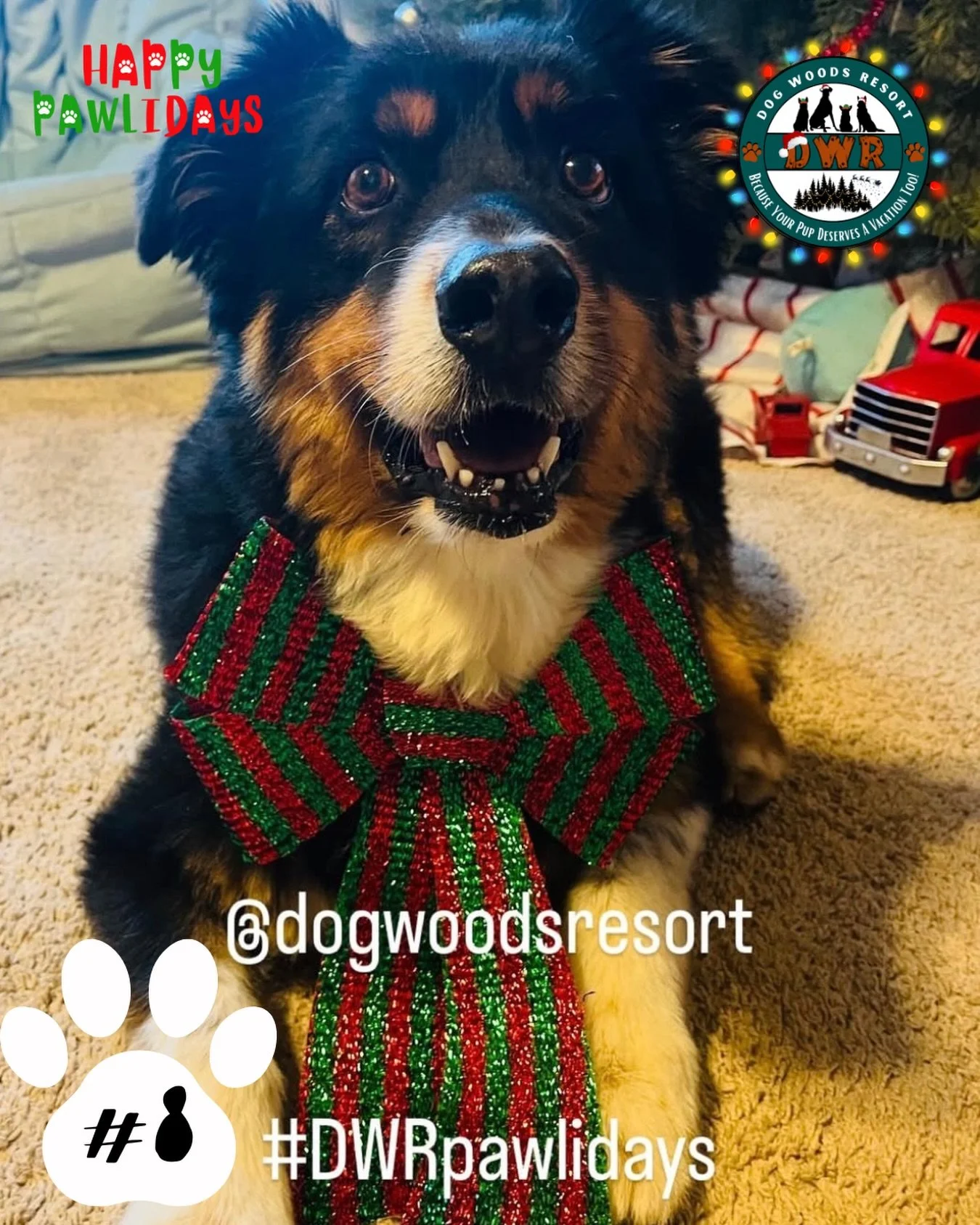 🐾🎄 PAWLIDAYS ENTRY #8 IS HERE! 🎄🐾

The Pawliday fun keeps rolling 🎄🐶
Say hello to Ringo, our eighth entry in DWR&rsquo;s 5th Annual Happy Pawlidays Contest!
Ringo is officially in the mix and bringing all the festive cheer 🐾✨

💚 Vote for Ring