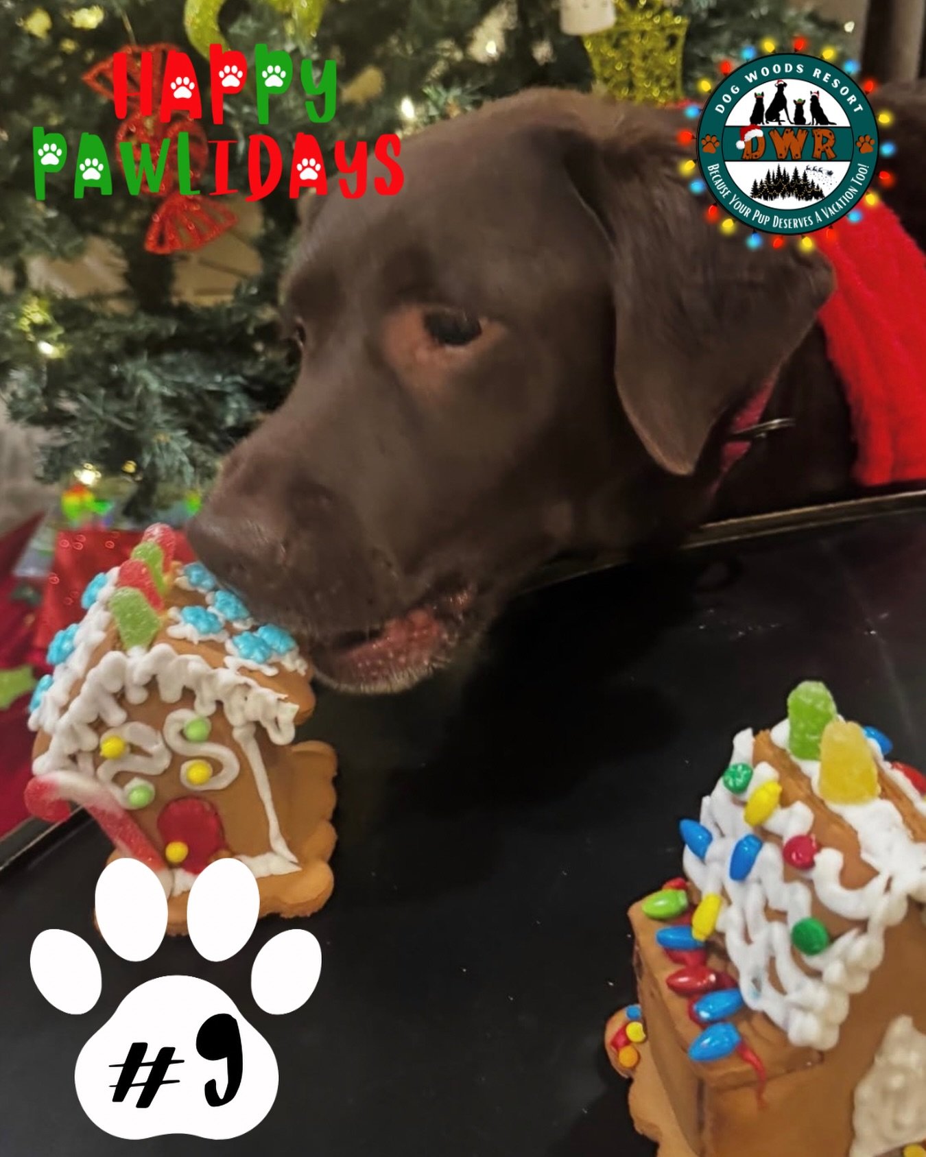 🐾🎄 PAWLIDAYS ENTRY #9 IS HERE! 🎄🐾

Another festive face joins the Pawlidays lineup 🎄🐾
Meet Chloe, our ninth entry in DWR&rsquo;s 5th Annual Happy Pawlidays Contest!
Chloe is bringing sweet Pawliday charm and we&rsquo;re loving it 💫

💚 Vote fo