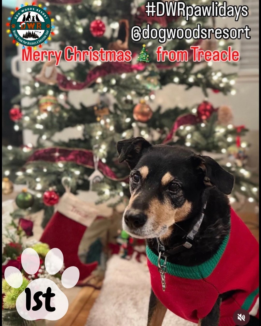 🏆🎄 PAWLIDAYS WINNERS ANNOUNCEMENT! 🎄🏆

The votes are in, the paws have spoken, and we&rsquo;re thrilled to announce the winners of DWR&rsquo;s 5th Annual Happy Pawlidays Contest! 🐾✨

Thank you to everyone who entered, voted, and shared the Pawli