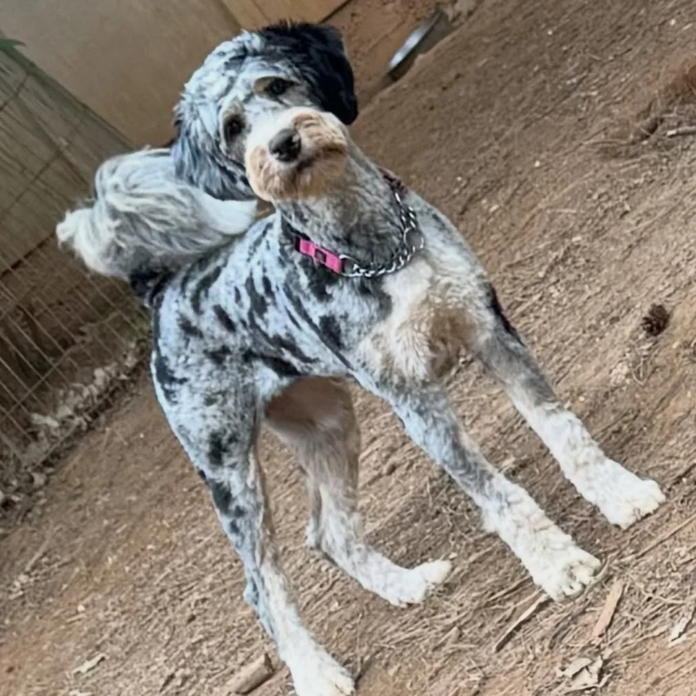 When it&rsquo;s Monday and your brain hasn&rsquo;t loaded yet😳🐶
#dogboarding #dogdaycare