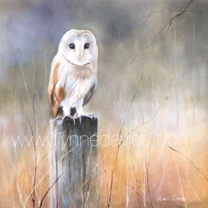 barn owl final.jpg