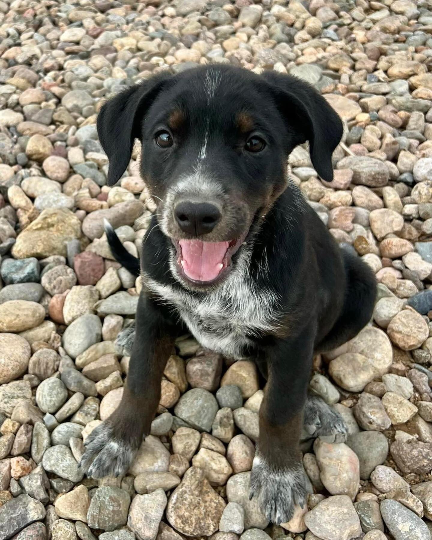 Join us tonight at Taos Plaza Live for a night of puppy cuddles and good music! Orchid and Rose will be there looking for families of their very own.
#Adoptable #Adopt