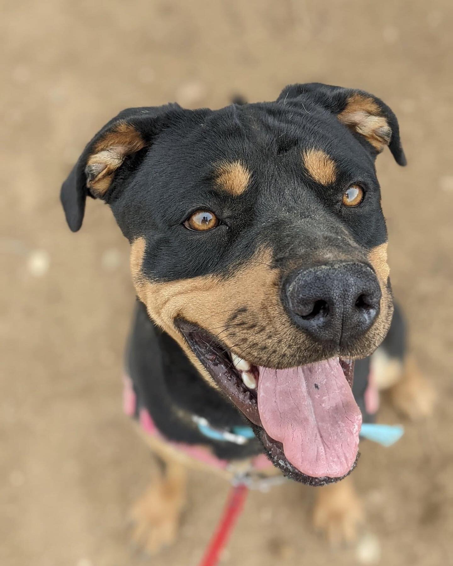 Meet Pixie, a 2-year-old female Rottie mix with a big heart and big smile. She's an active, intelligent girl who lights up at the sight of her human friends, especially when they are holding a leash! She has an overall friendly nature, but can someti