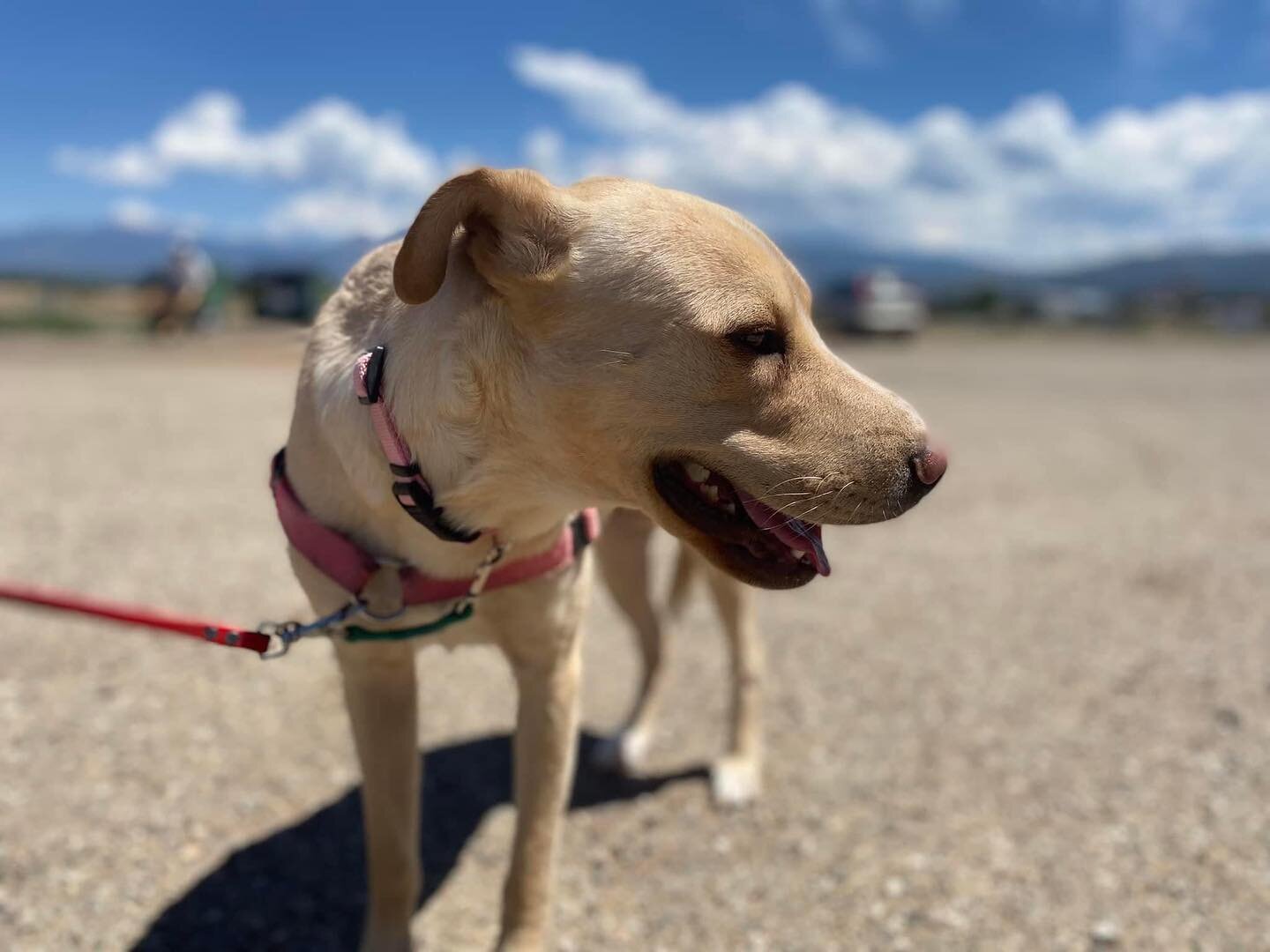 💓🤎Meet Noodle!!!🤎💓

  Noodle came into the shelter very scared and confused. With the help of our staff and volunteers, she is starting to learn to trust and know what it's supposed to be like to be a dog who is loved and cared for. She will need