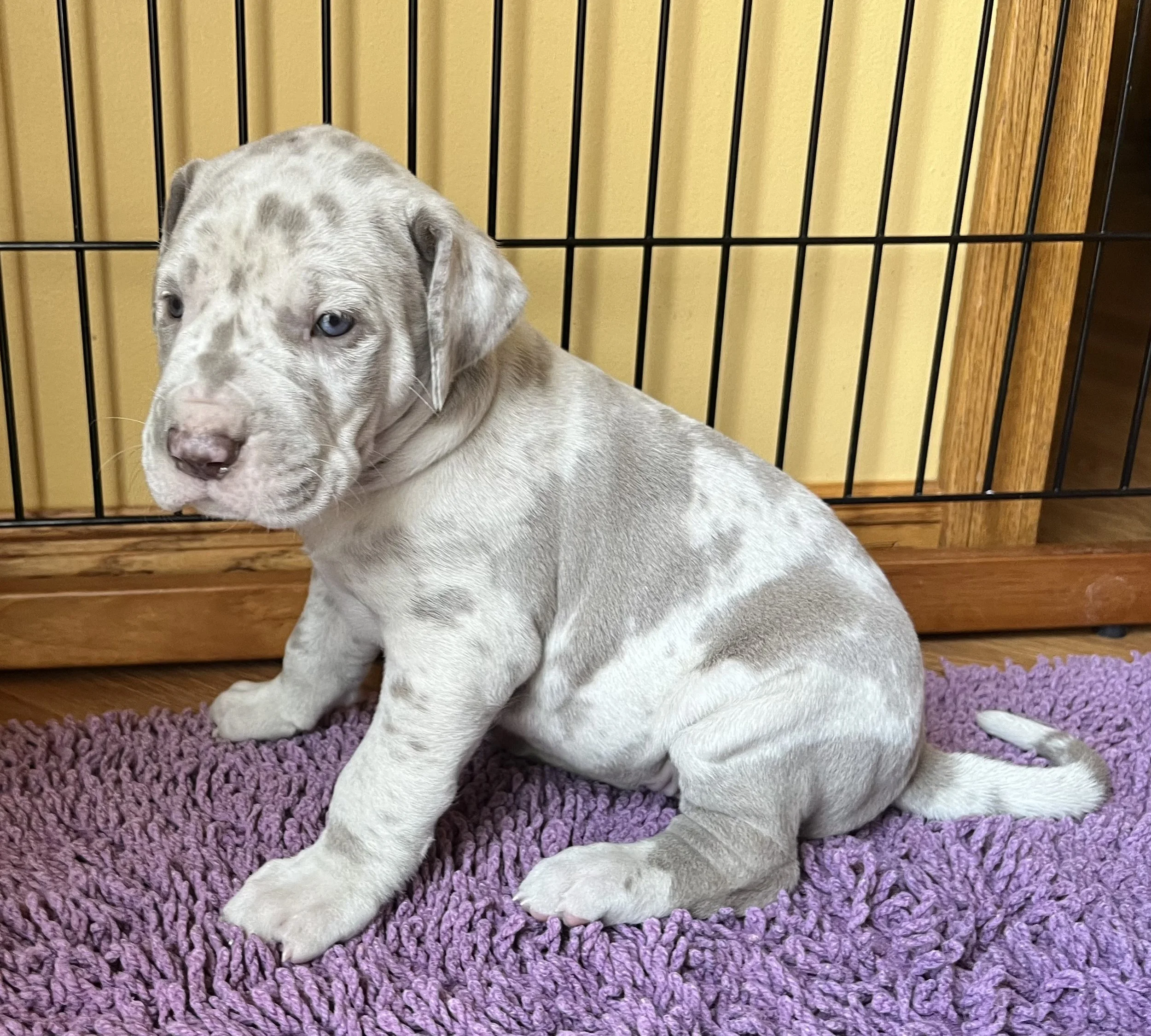 Lilac Akc Great Dane Puppies For Sale Akc Lilac Lilac Great Dane Puppies  AKC GREAT DANES, image size:2500x2250