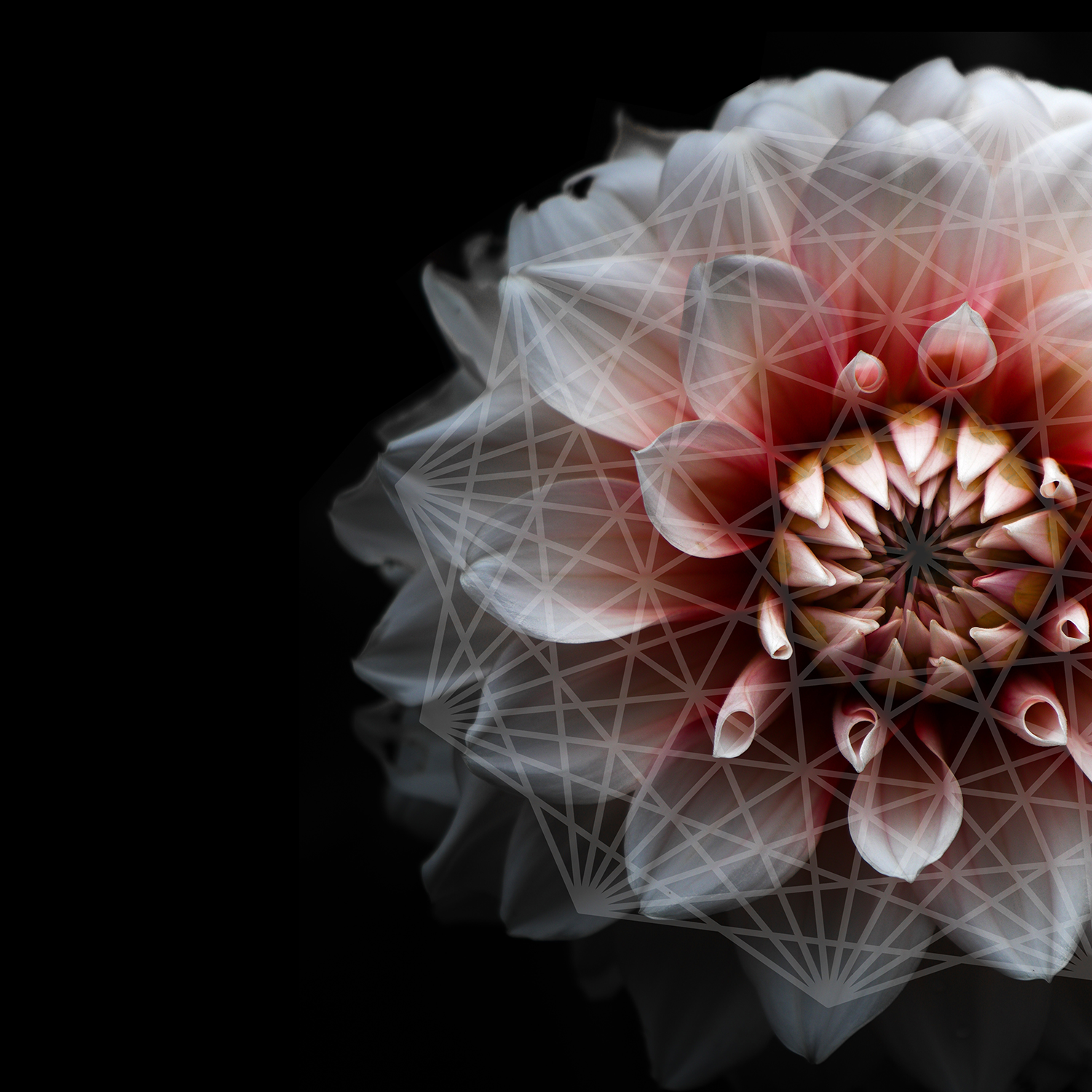 halfFlower.png