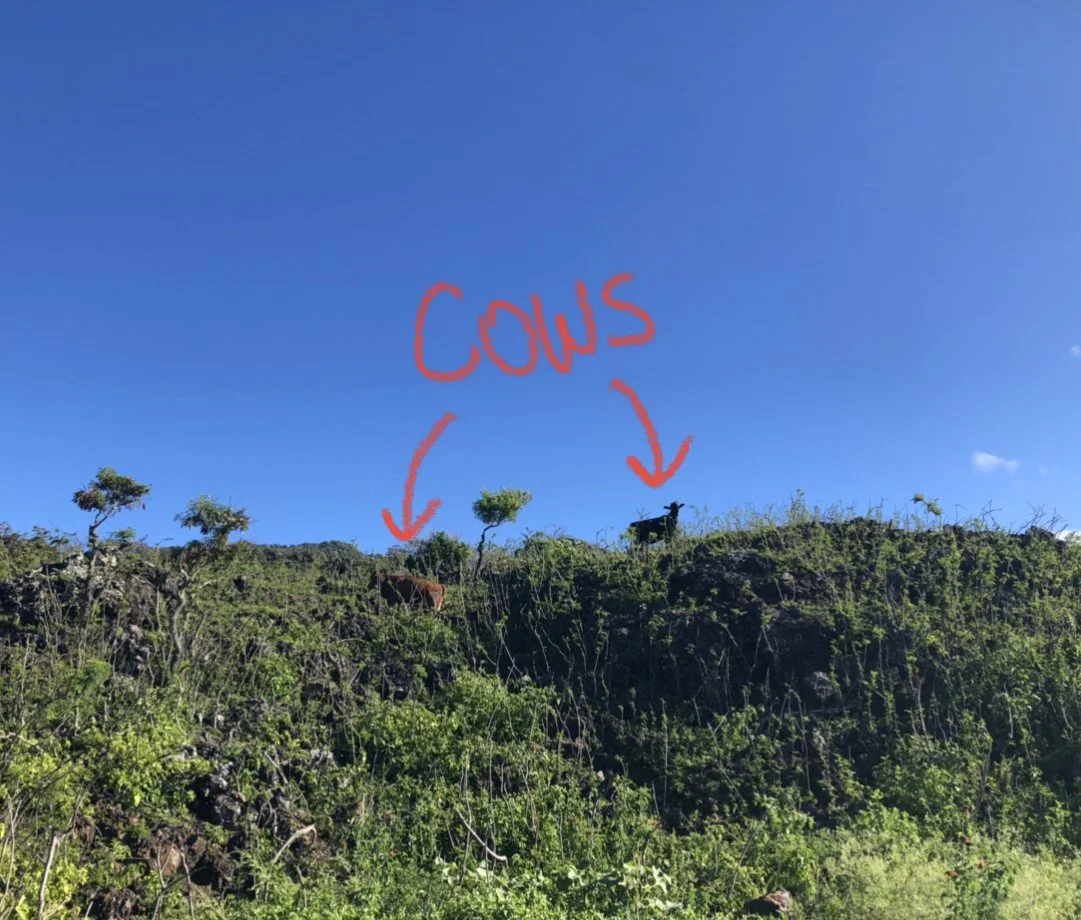 Log 36: My Literal Worst Nightmare