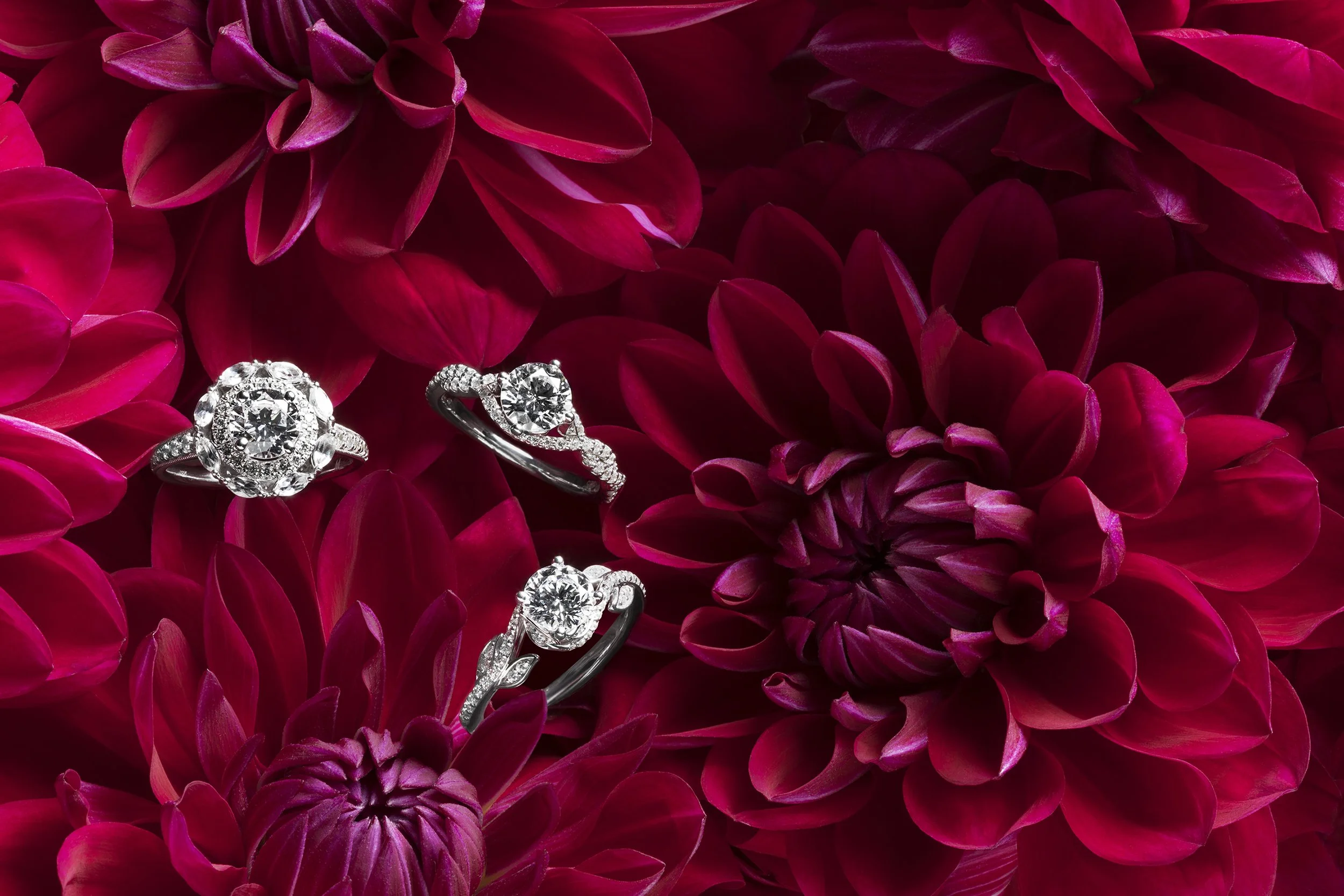 Lhuillier_Fall 2018_Banner_FuchsiaDahlias_Triple-0027-Edit_v2.jpg