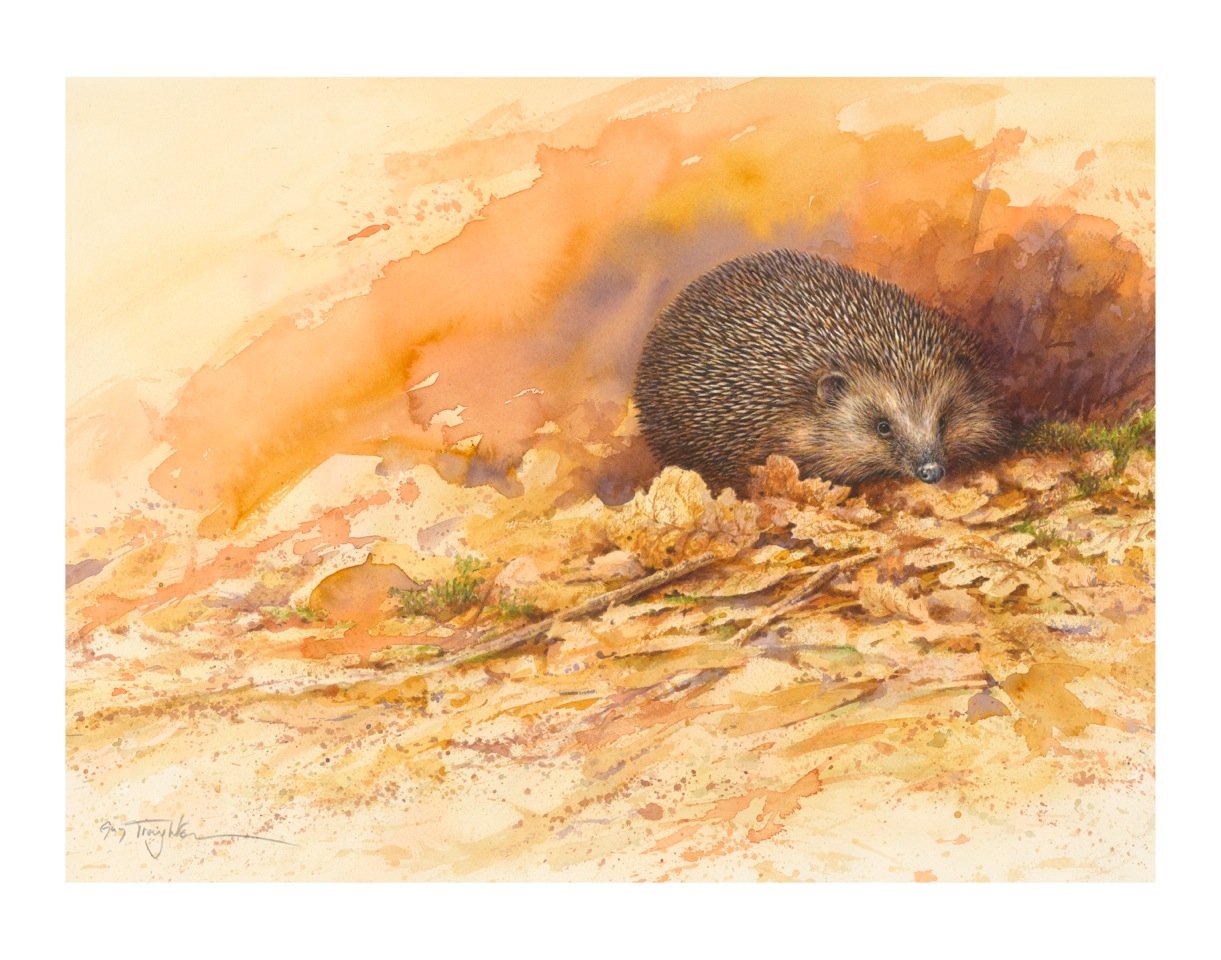 Hedgehog 34cm x 46cm, Guy Troughton.jpeg
