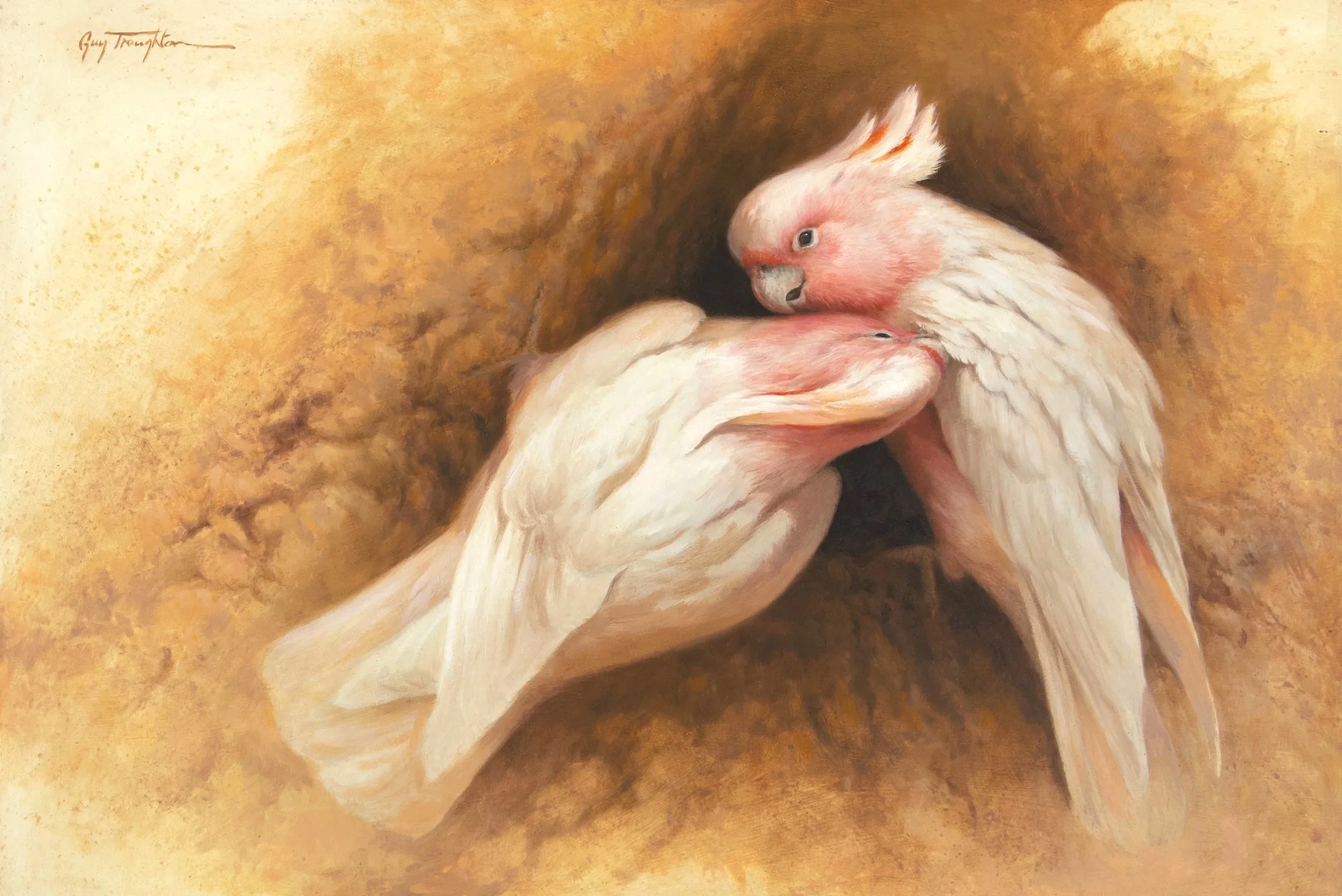 Courting - Pink Cockatoos  37x54.5cm  oil on panel  $3400