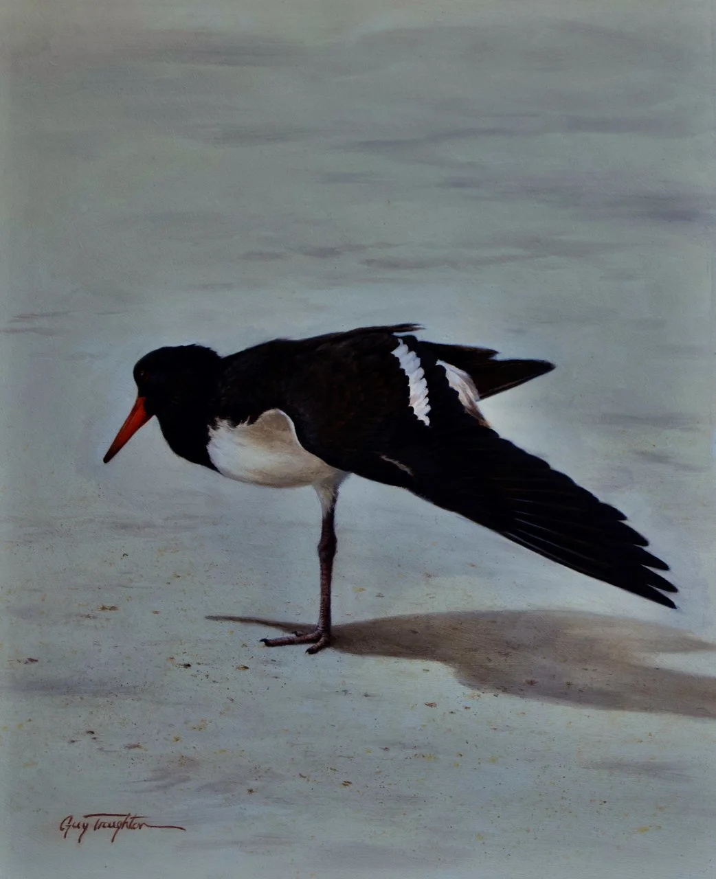 Stretching Out - Oystercatcher  oil on panel $2400