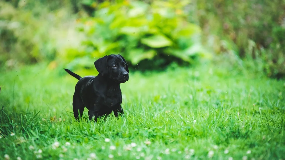 About — Habitat Animal Assisted Therapy