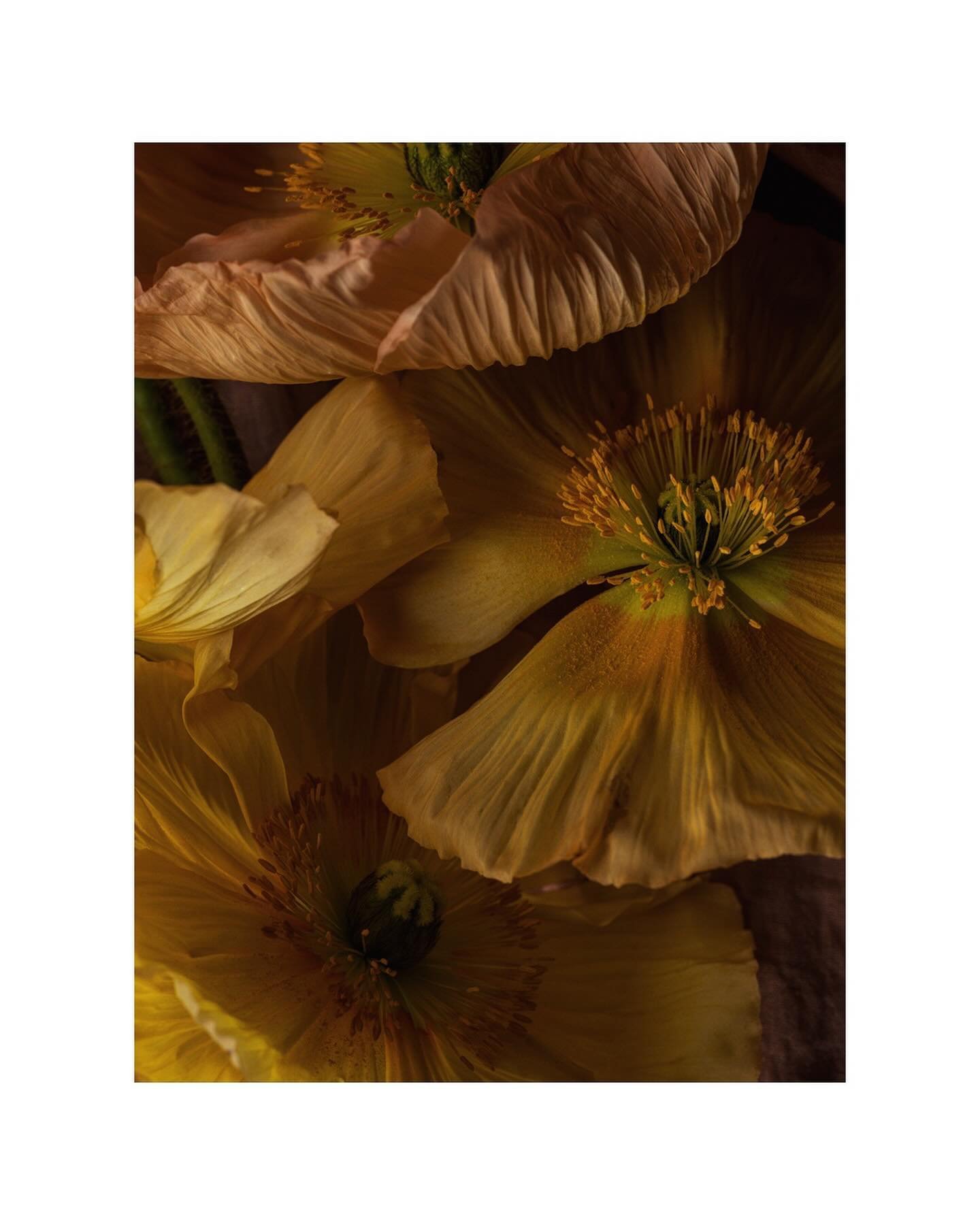 new flower series
#springflowers #work #floraldesign #stylist #flowers #mood #photography #photographer #teamwork with @petrasalvisberg and her incredible sense for floral