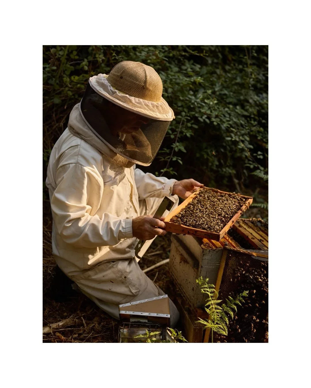 l&rsquo;apiculteur 

@apa_e_mele 💛