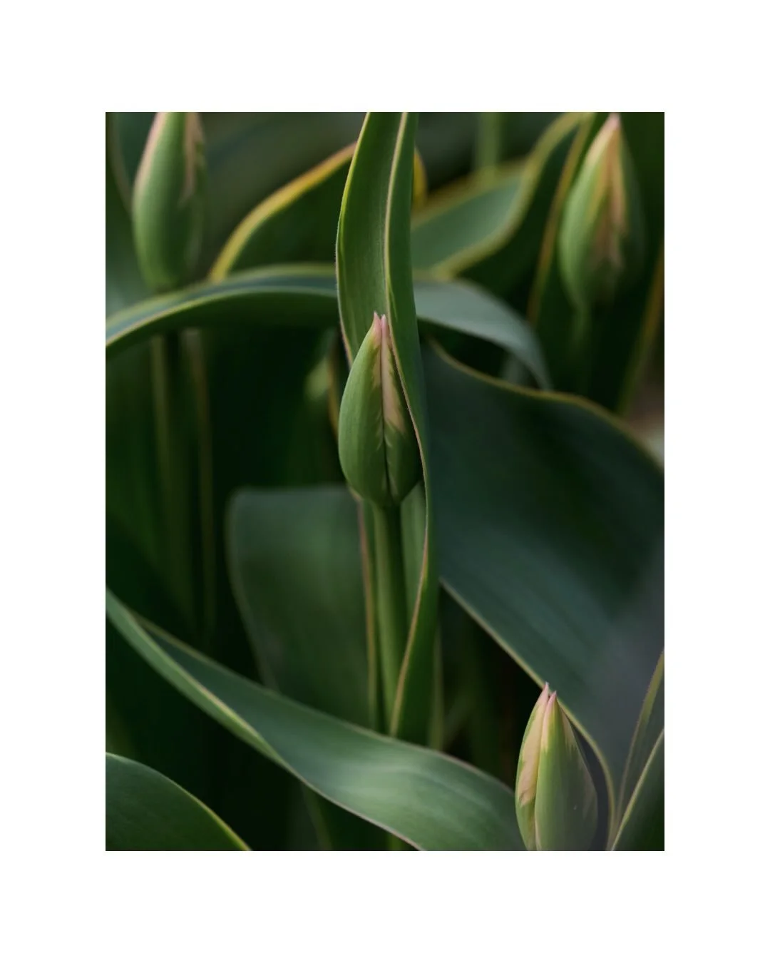 spring 
@mathis.blumen 💚