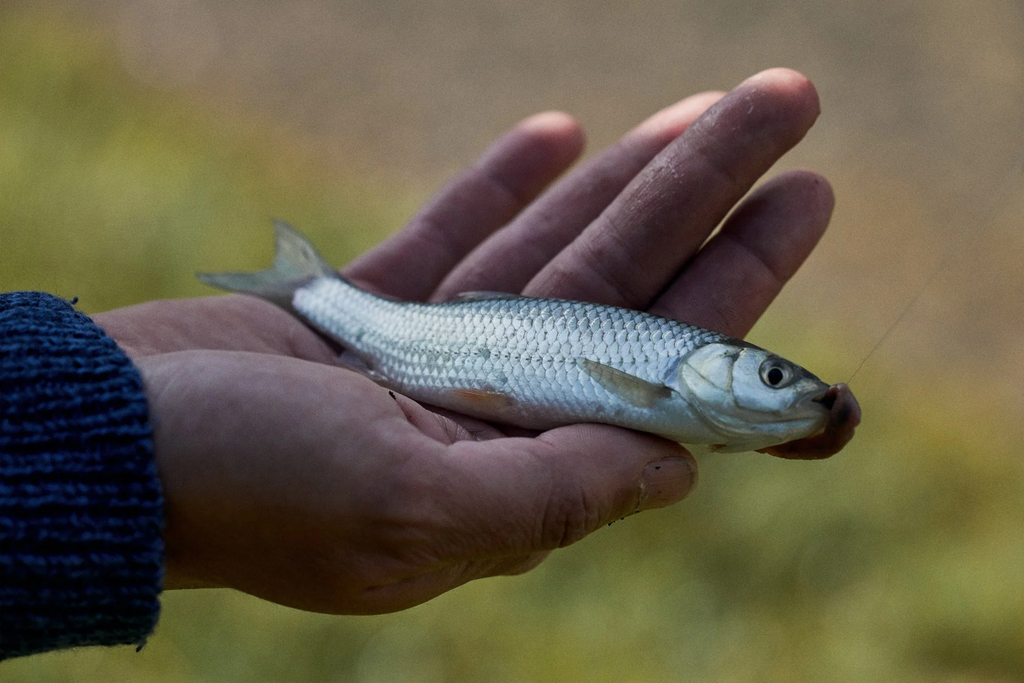 claudialink-photodesign-fotografin-fischen-reportage_0033.jpg