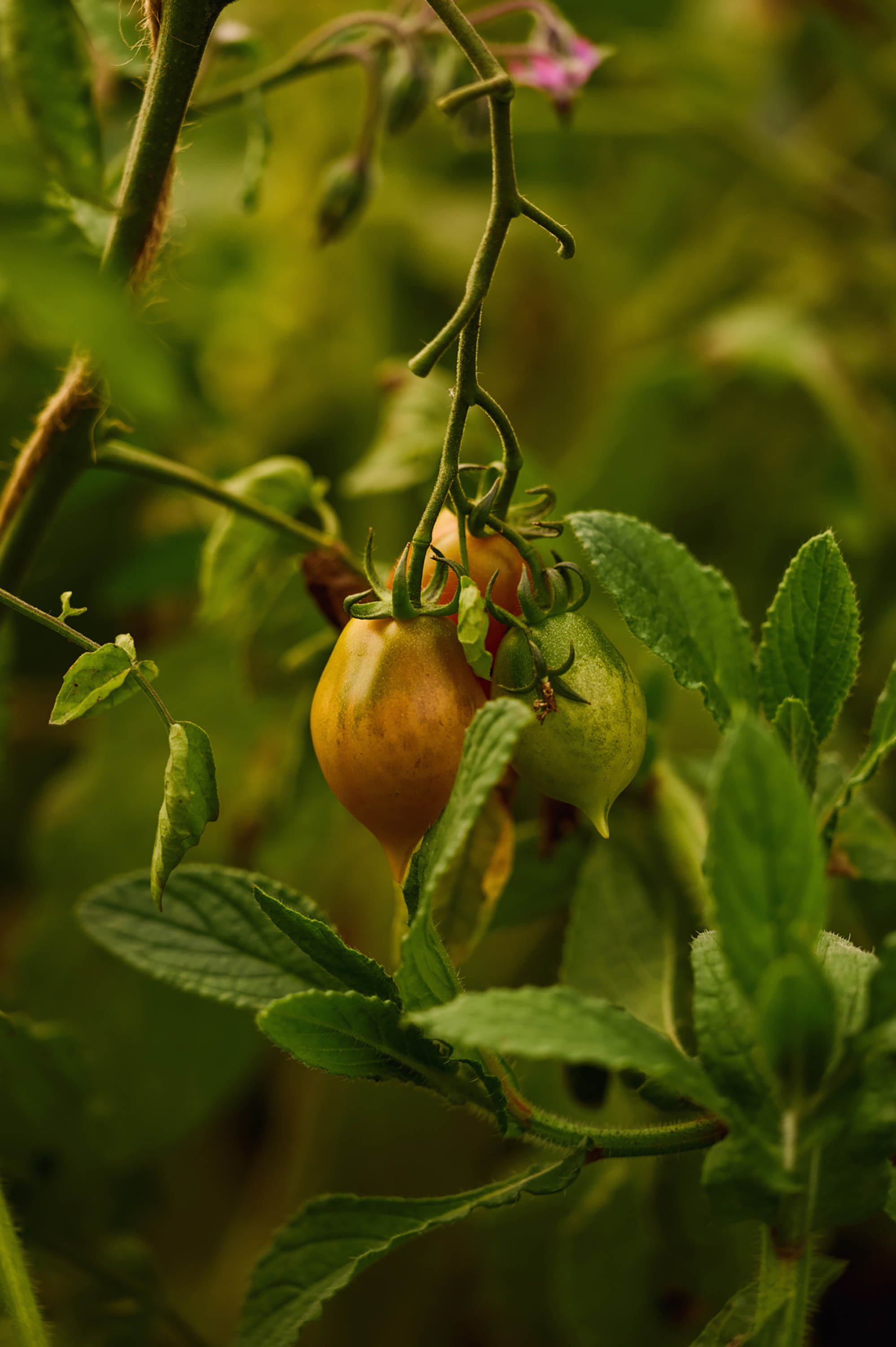 claudialink-photodesign-fotografin-GMC-Pinte des Mossettes_211.jpg