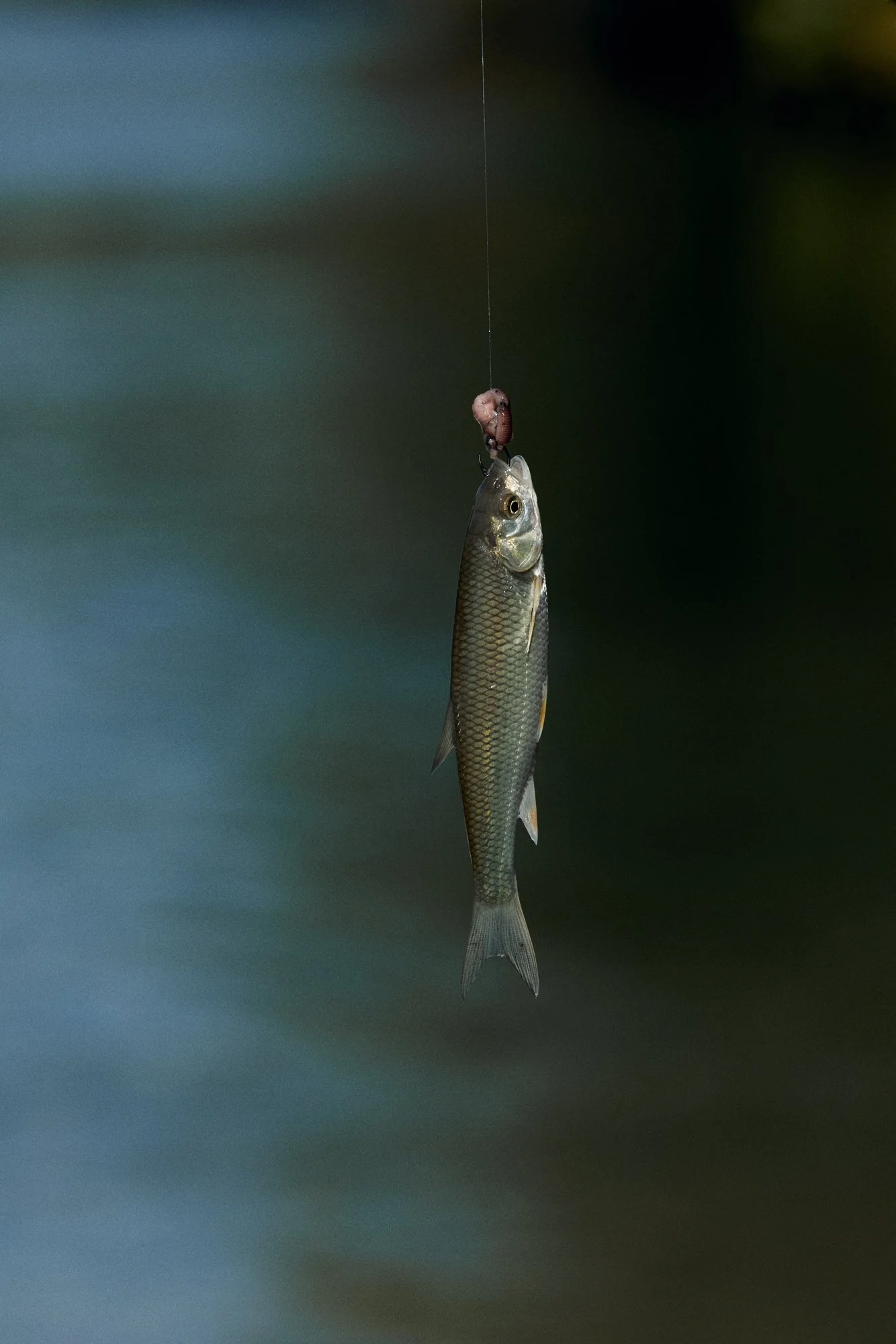 claudialink-photodesign-fotografin-fischen-reportage_0032.jpg