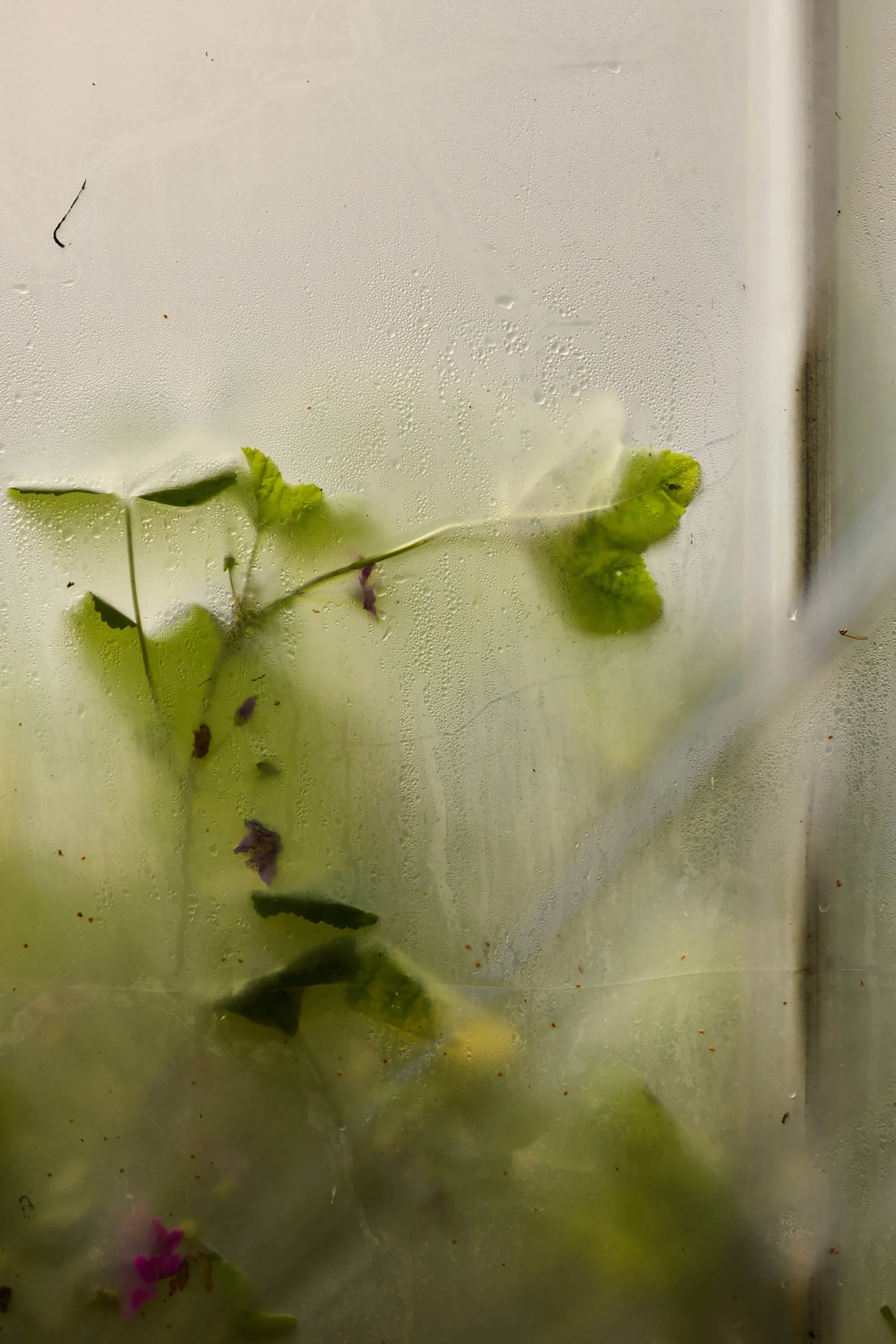 claudialink-photodesign-fotografin-GMC-Pinte des Mossettes_21.jpg