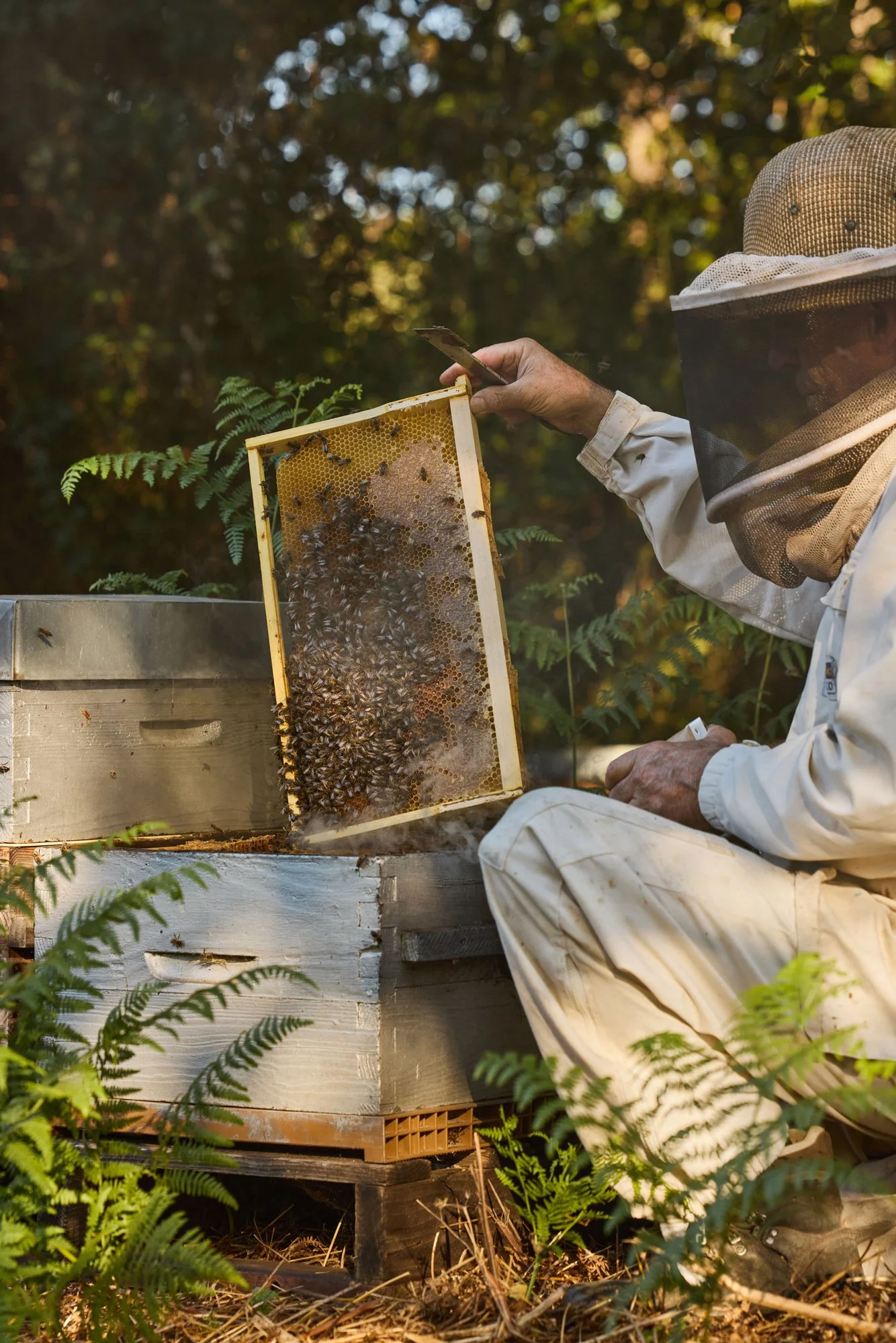 claudialink-photodesign-fotografin-beekeeper-report-corsica_12.jpg