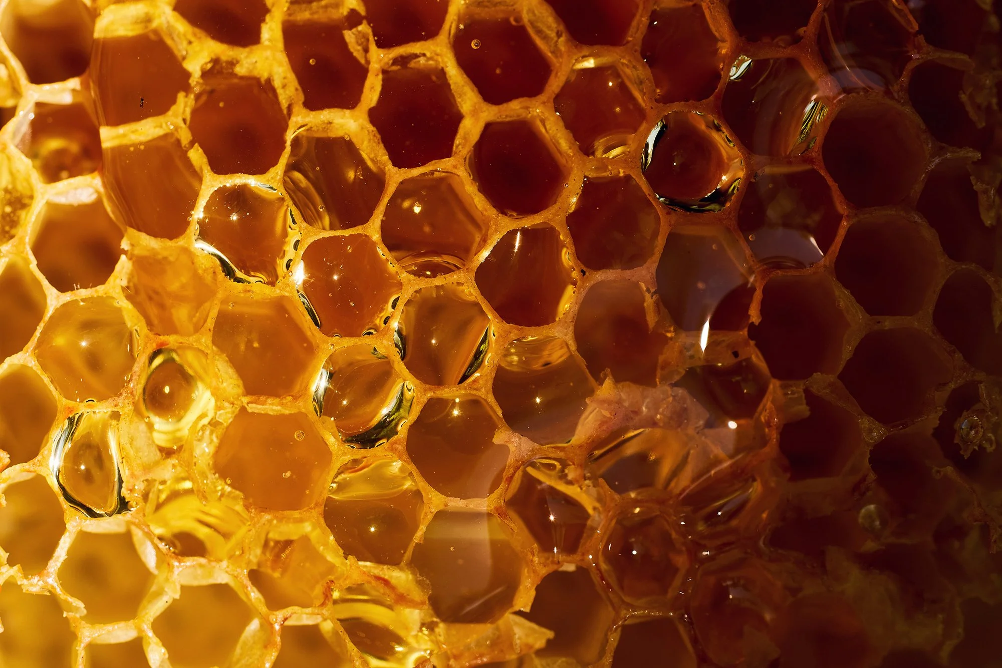 claudialink-photodesign-fotografin-reportage-bees_00001.jpg