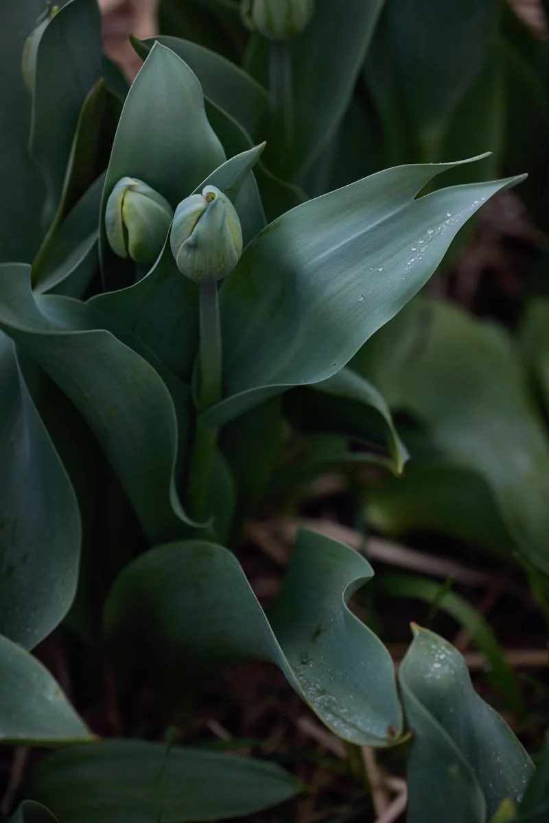 claudialink-photodesign-fotografin-reportage-mathisblumen_00128.jpg