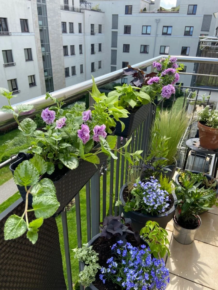 Schnittgarten auf dem Balkon: der Mini-Gemüsegarten in der europäischen Wohnung
