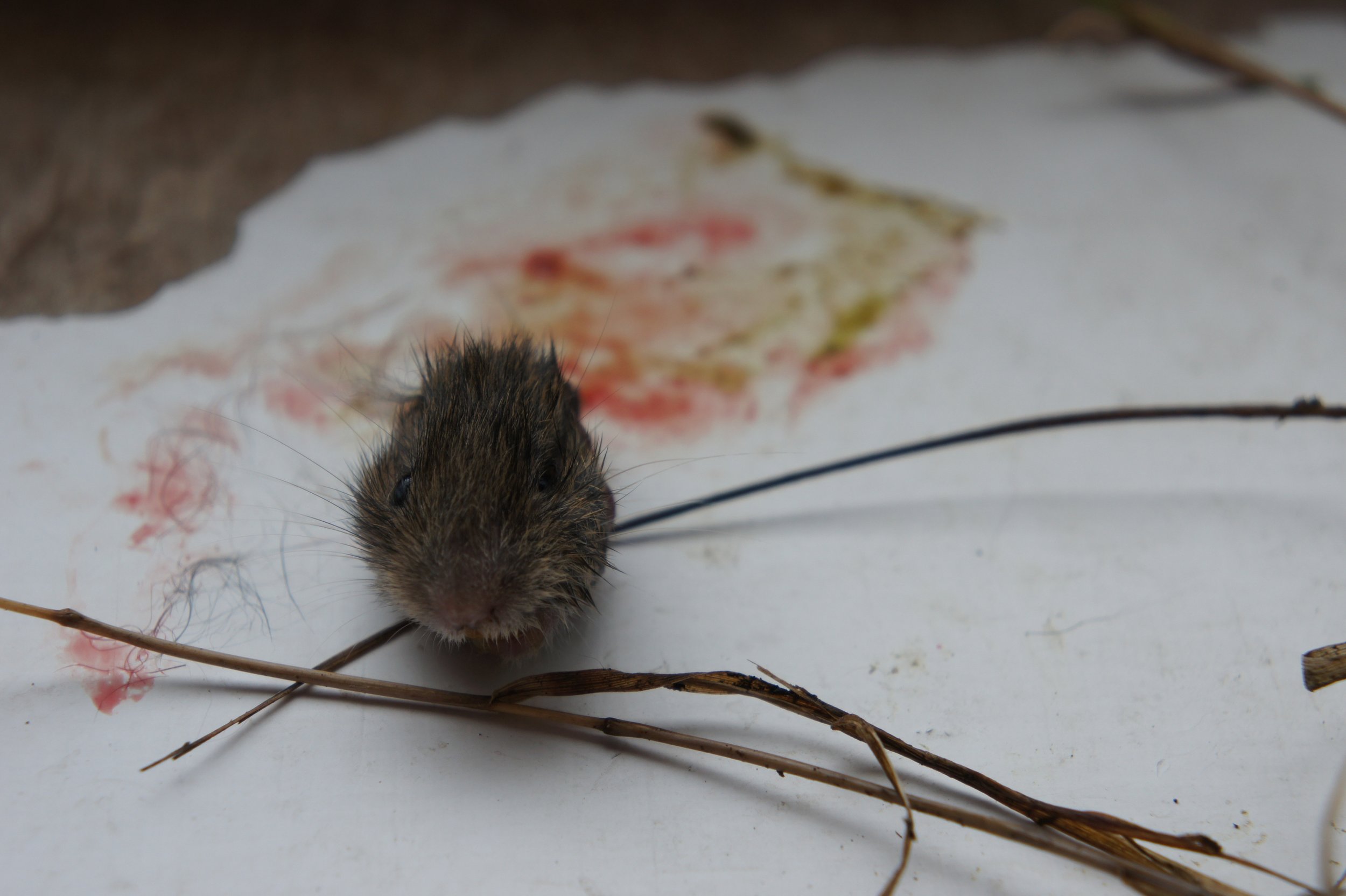 If you can keep your head…