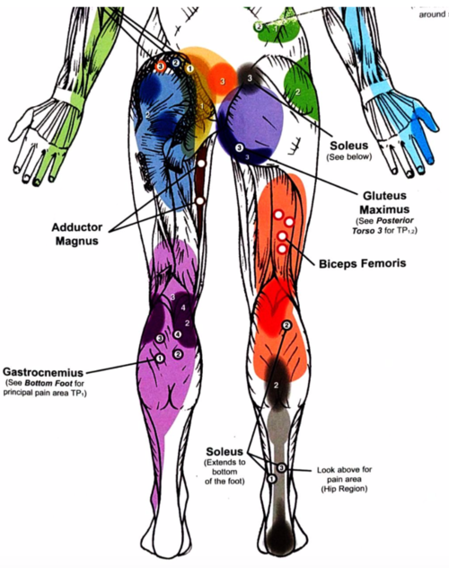 Trigger point referral patterns on the posterior side of the body