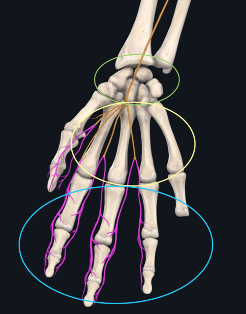 carpals circled in green, metacarpals in yellow, phalanges in blue.