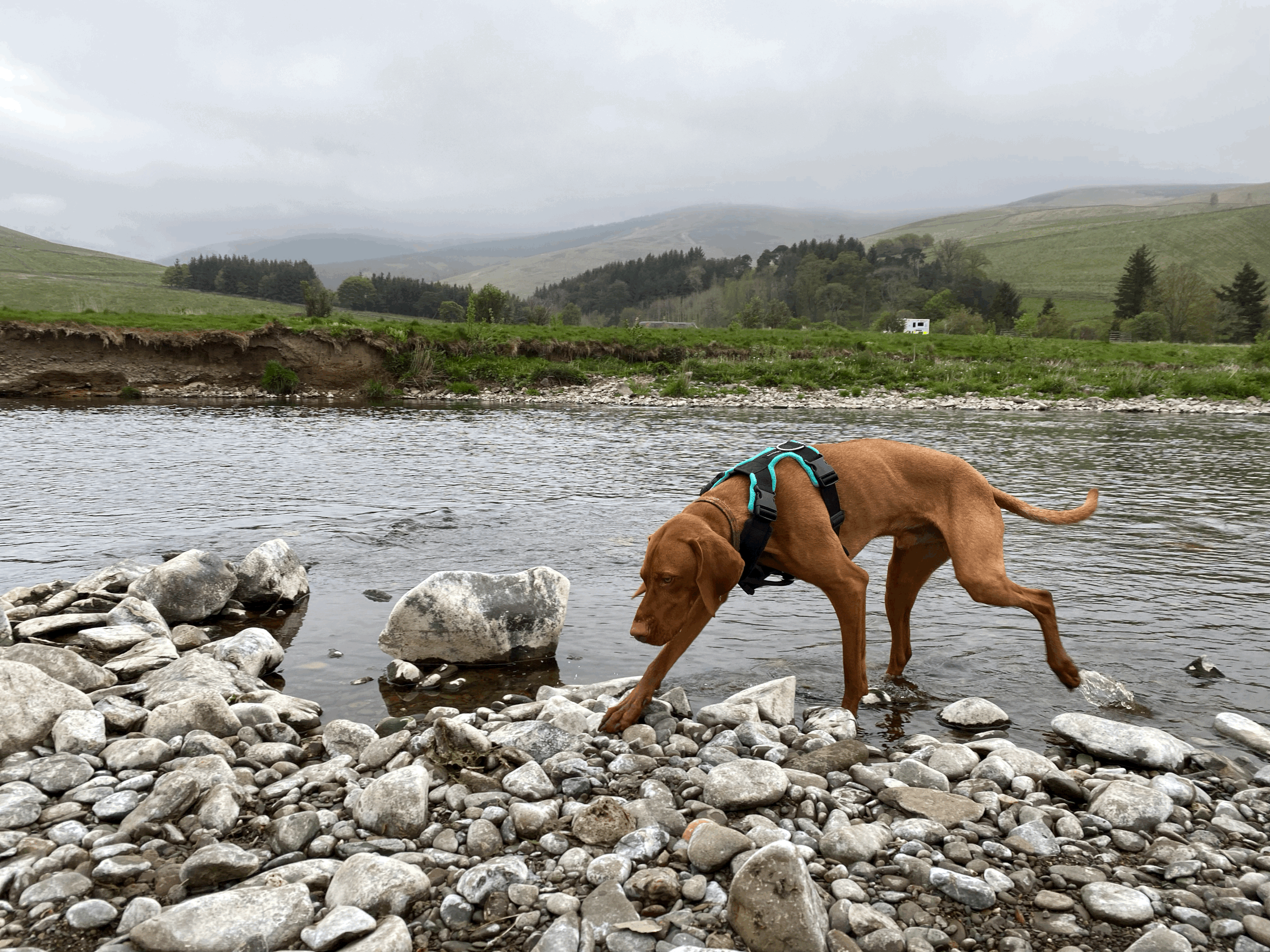 A brown dog wearing a harness standing in shallow water on a rocky riverbank with green hills and trees in the background, under an overcast sky.