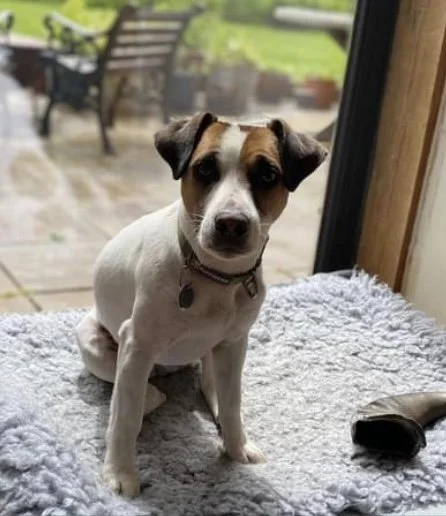 Cute puppy with a white coat and brown markings sitting on a soft gray blanket near a glass door, with an outdoor patio in the background.