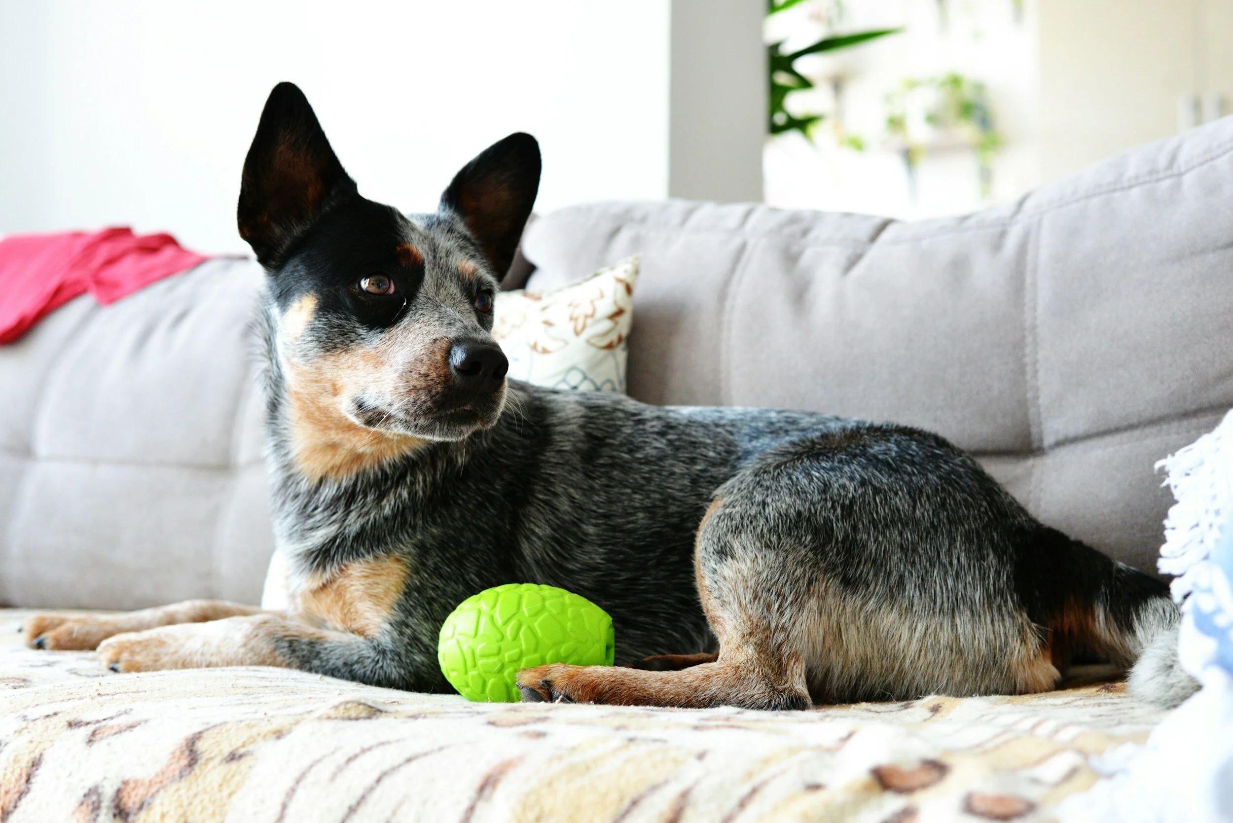 Dog and piglet resting on a sofa with green ball between them
