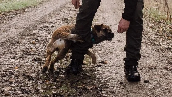Person in black pants standing on muddy ground with a small puppy biting their leg, outdoors on a trail.