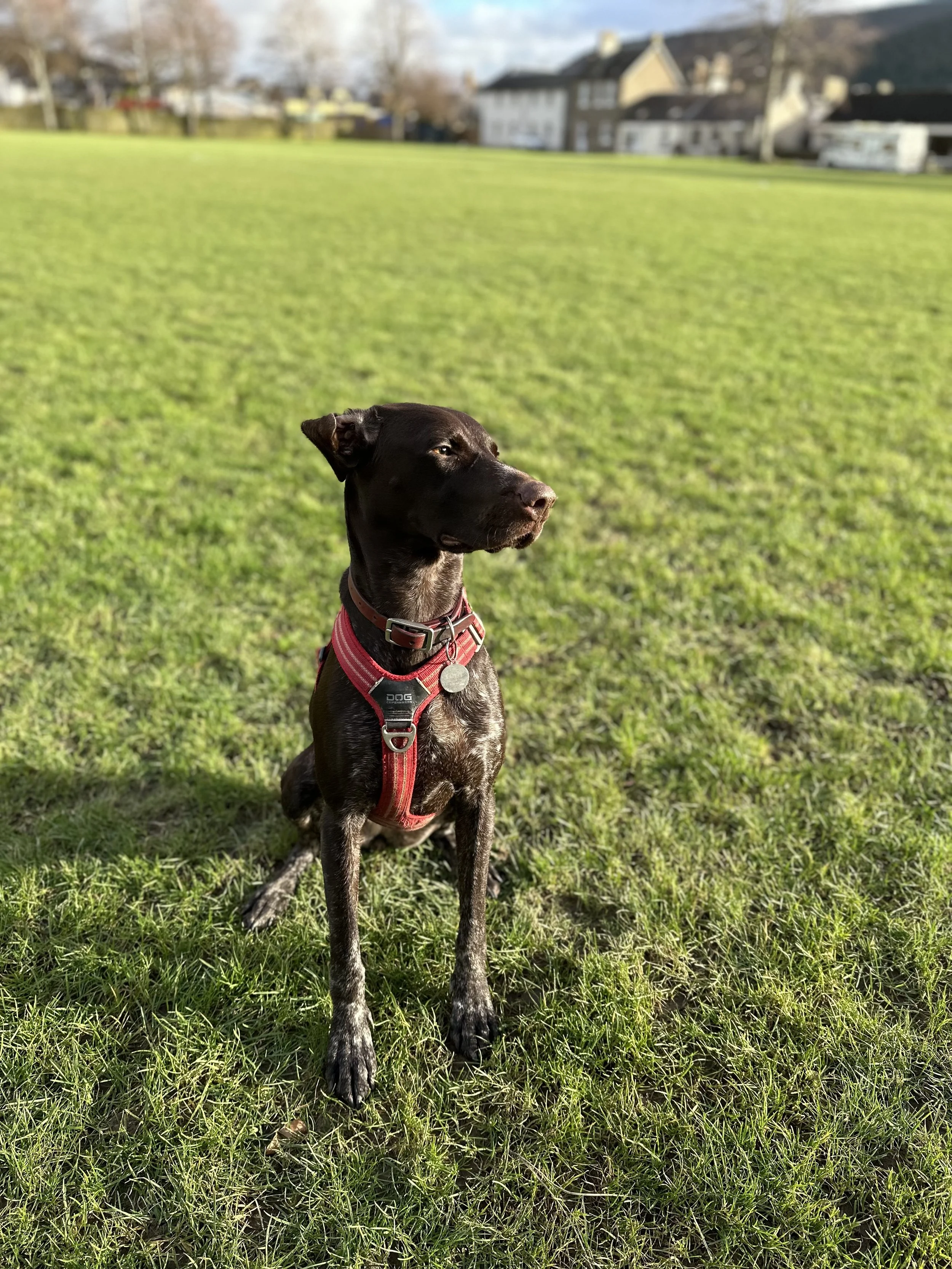 A black and brown dog sitting on green grass in a park, with houses and trees in the background, under a partly cloudy sky.