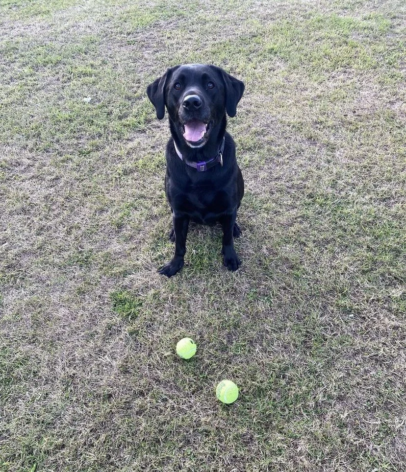 A happy black dog with a purple collar sitting on grass with two yellow tennis balls in front of it.