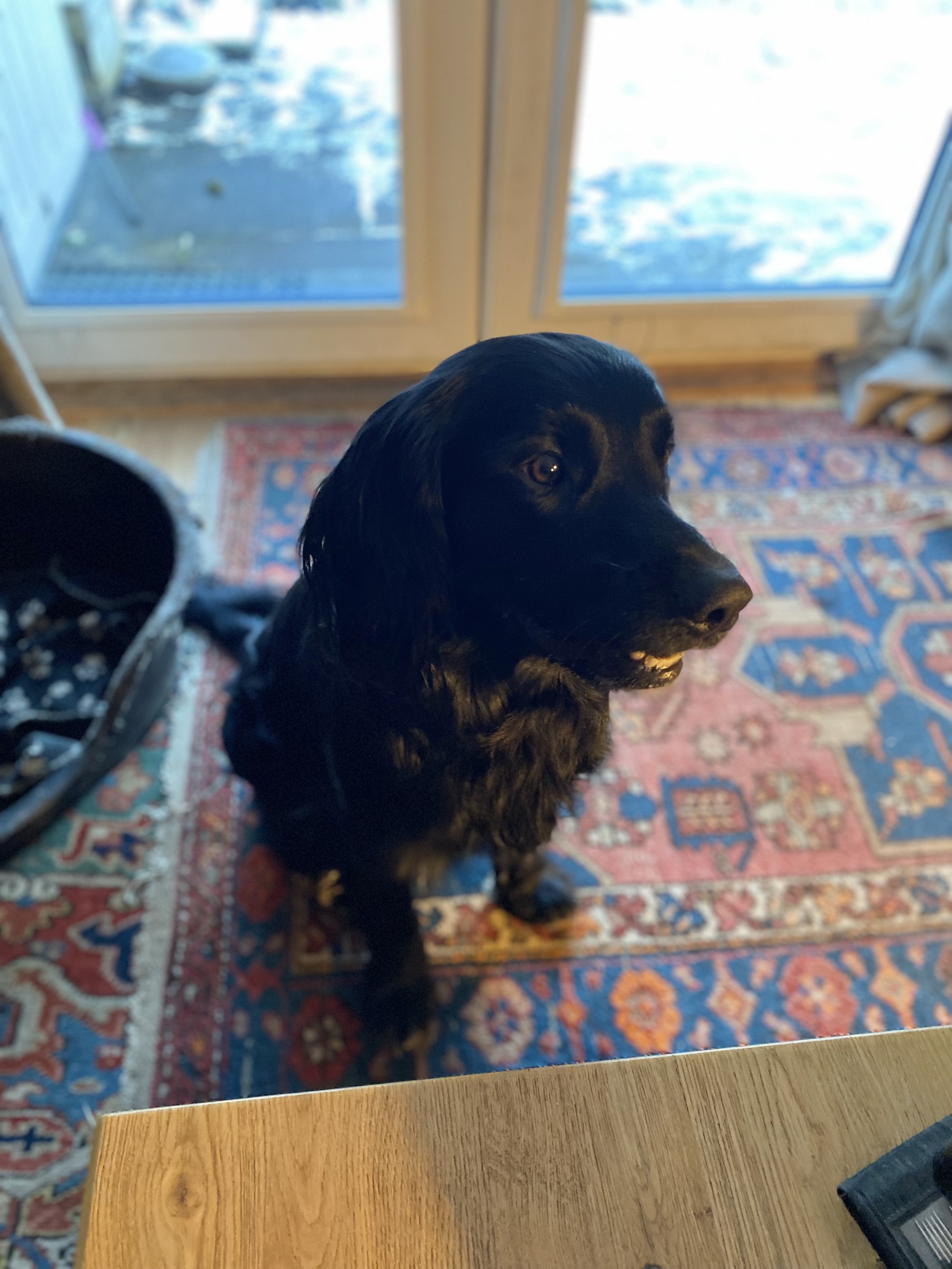 A black dog sitting on a colorful patterned rug near a wooden table and glass door.