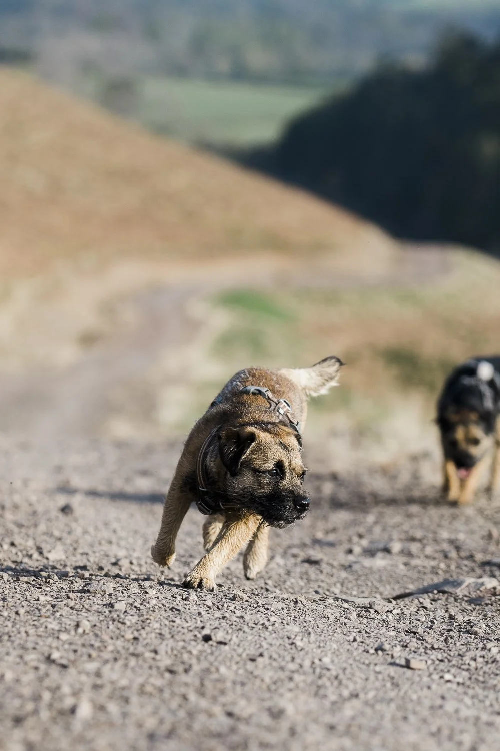 Two puppies running on a dirt trail in a rural landscape with rolling hills and farmland in the background.