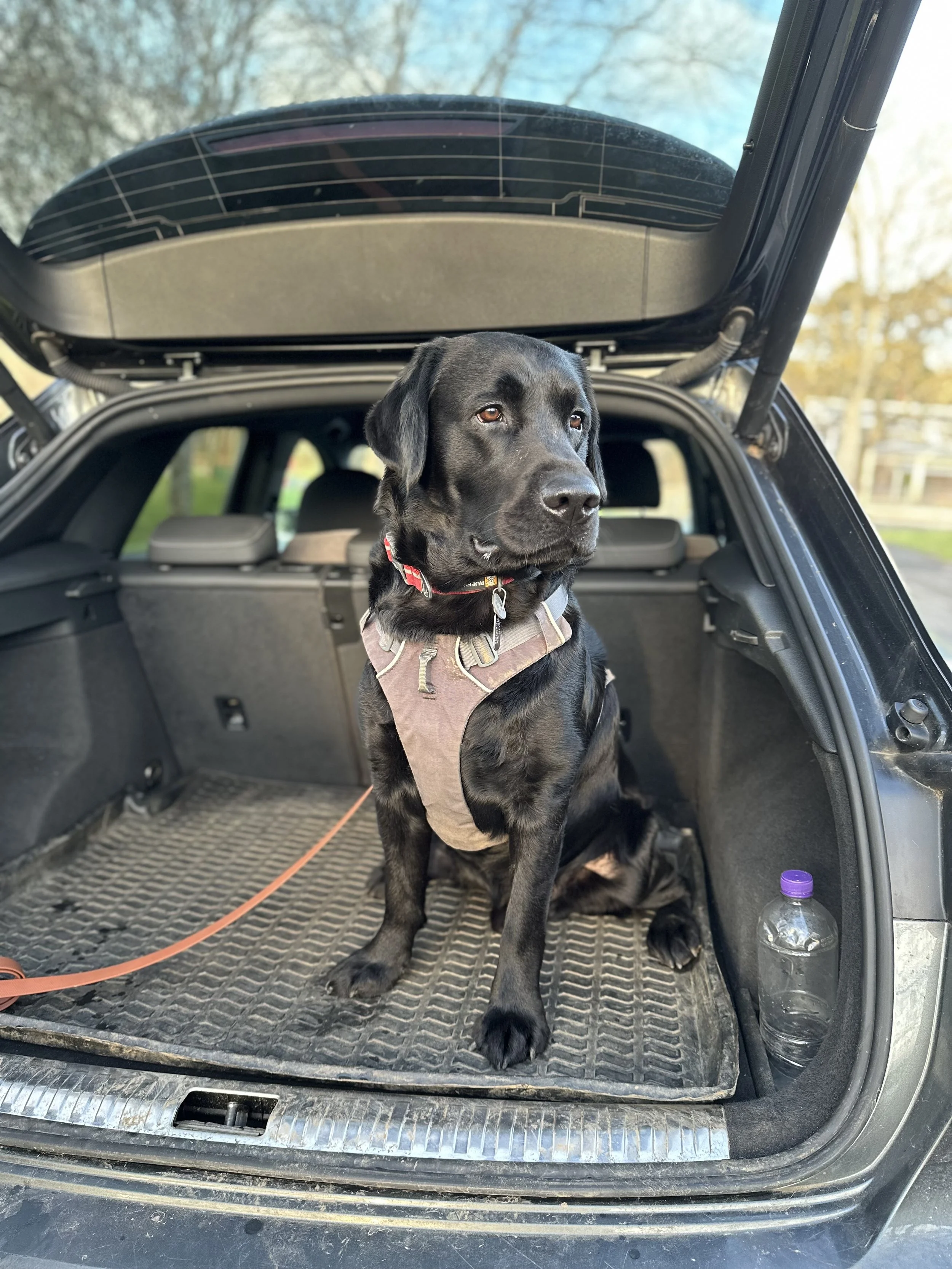 Black Labrador Retriever wearing a harness sitting in the trunk of a car with a water bottle nearby.
