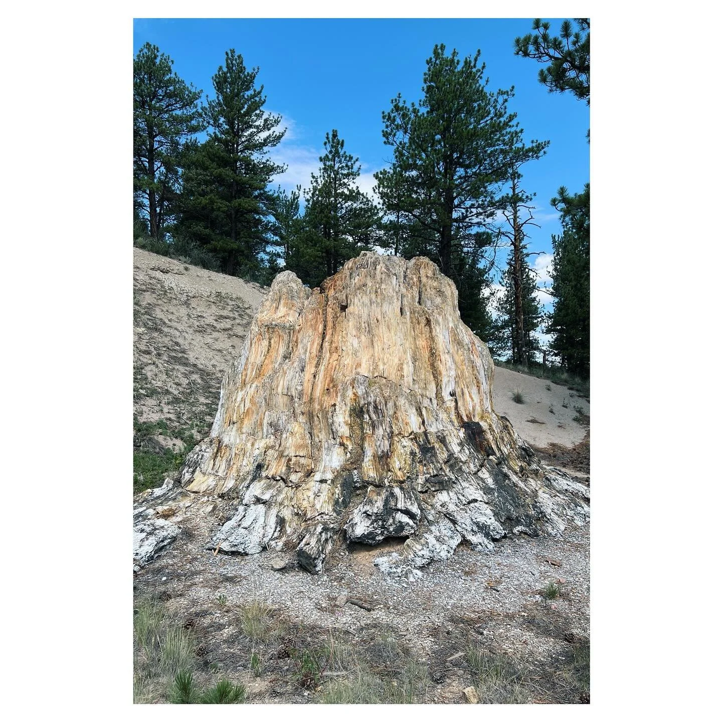 Florissant Fossil Beds National Monument.  It&rsquo;s been a minute since I&rsquo;ve been to a new (or any) park. So with a sliver of time to myself after all things healthcare design, slipping south a couple hours before heading home from Denver was