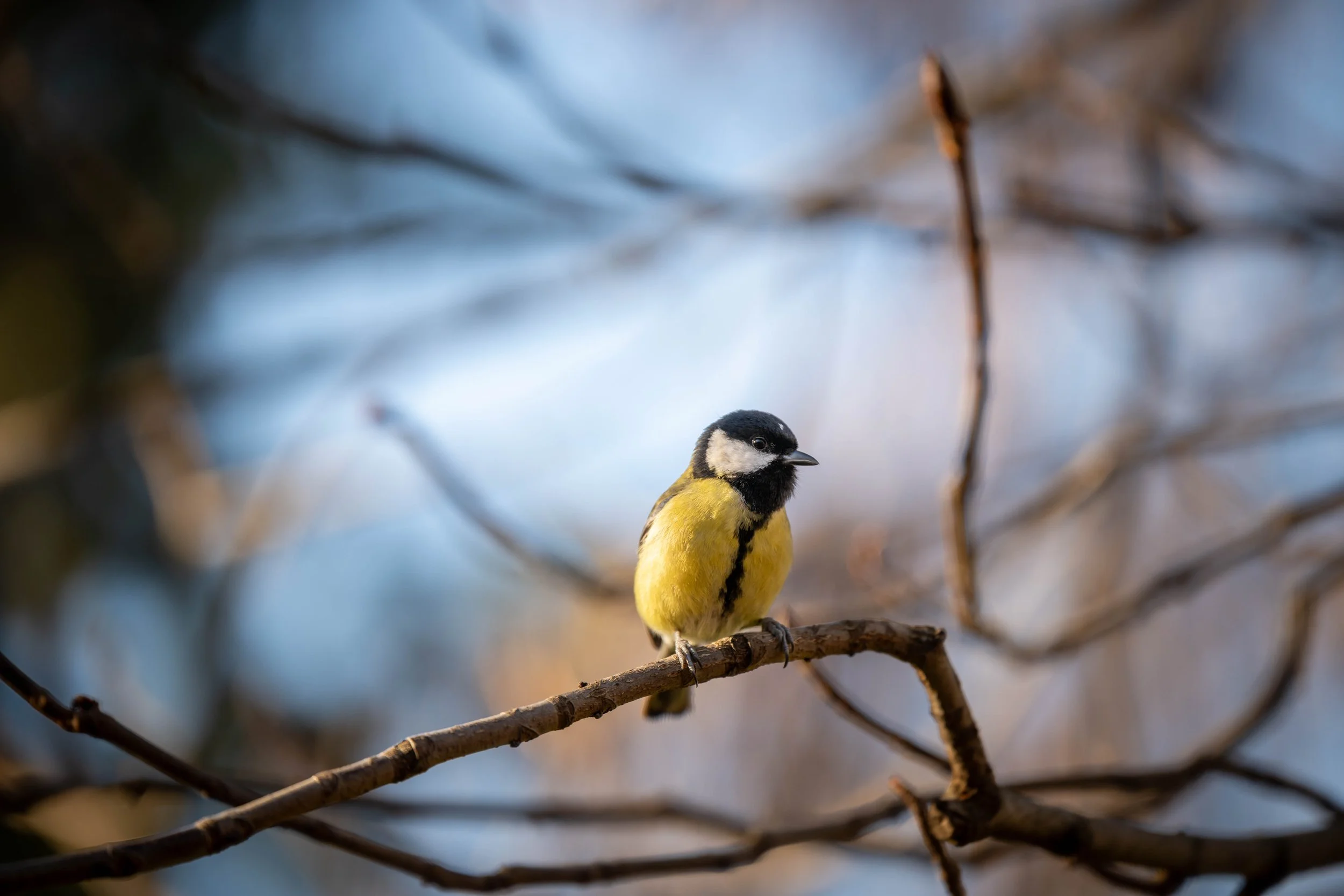 European Great Tit1.jpg