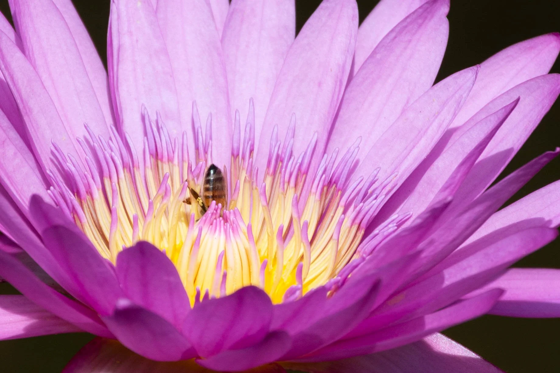 flower bee butt.jpg