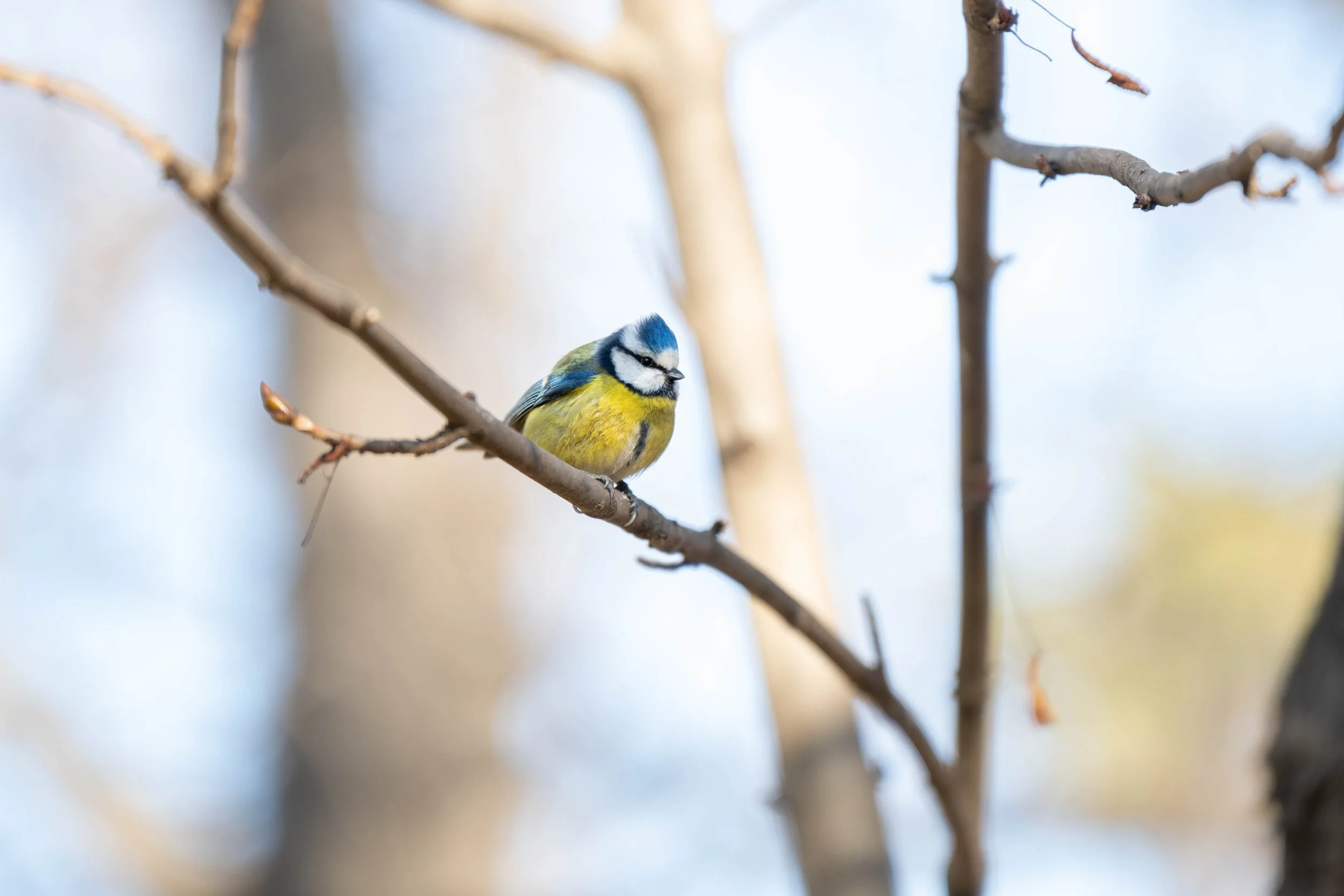 European Blue Tit1.jpg